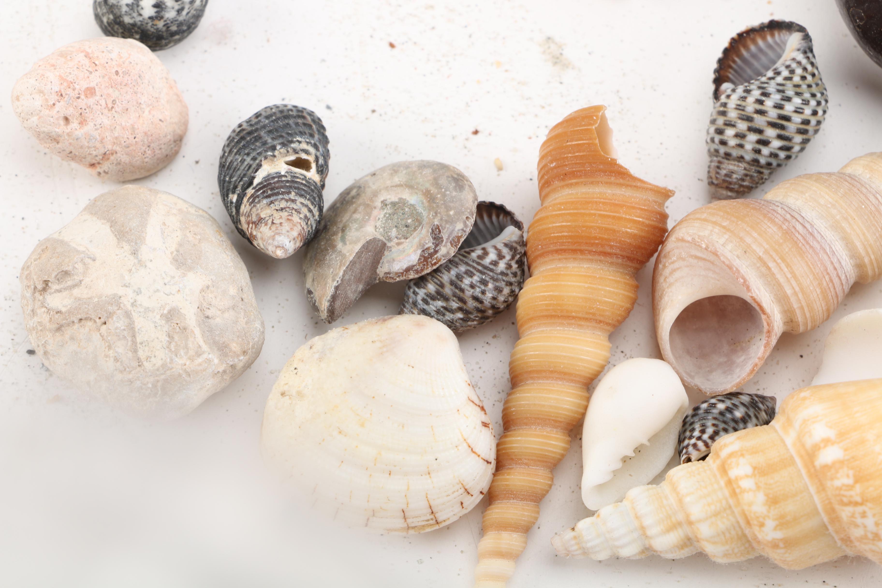 Aquatic Fossils and Shells