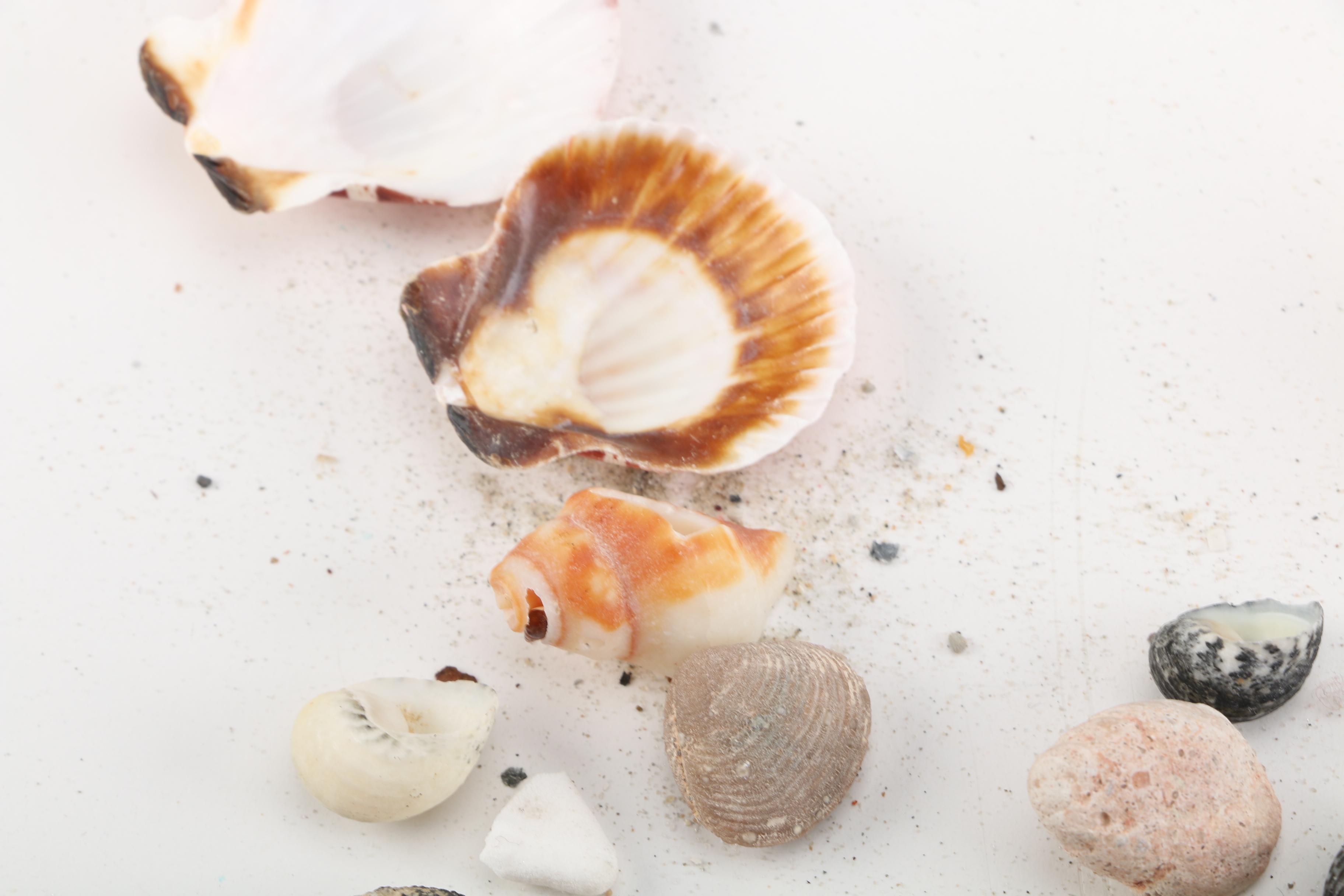 Aquatic Fossils and Shells