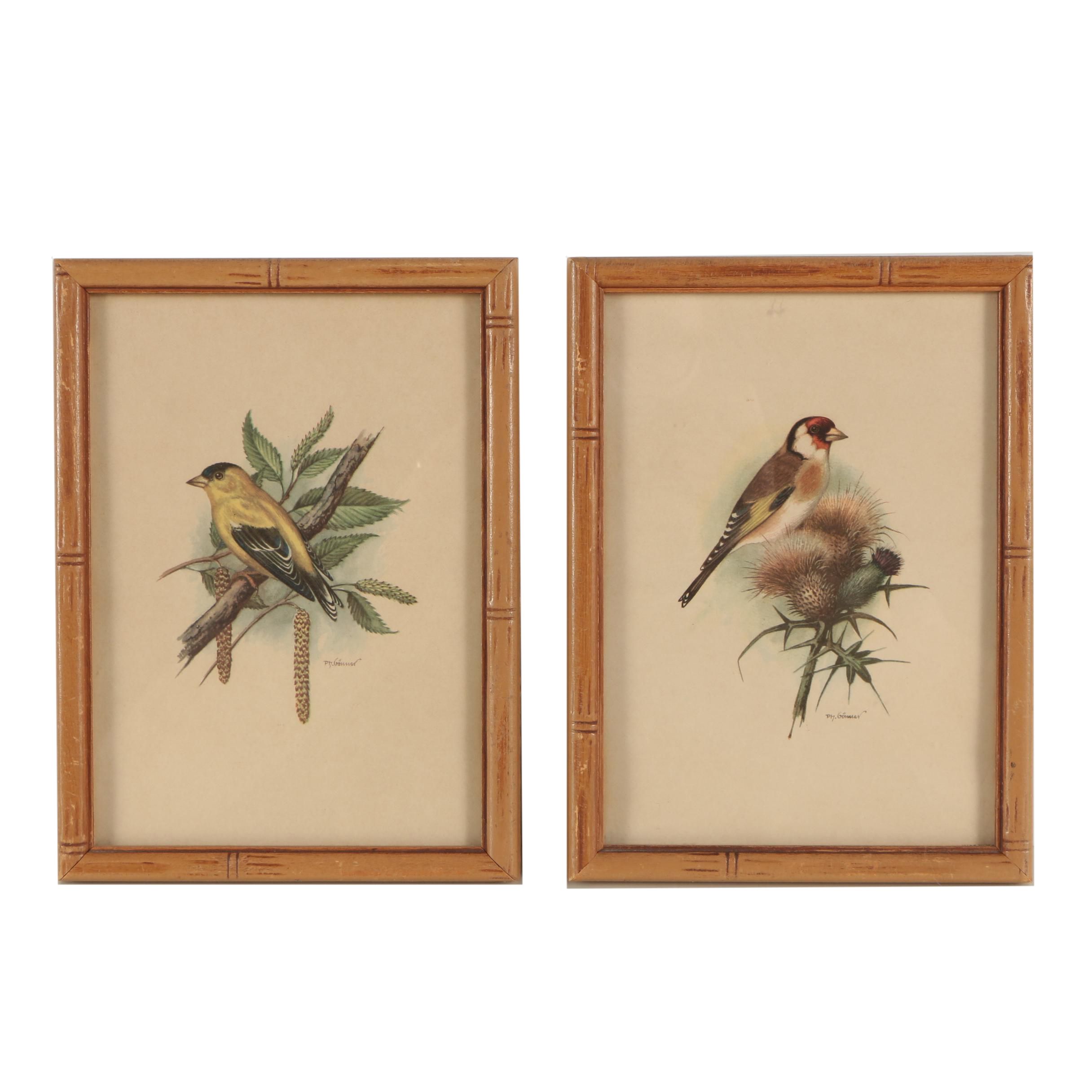 Offset Lithographs After P.H. Gönner Illustrations of Goldfinches