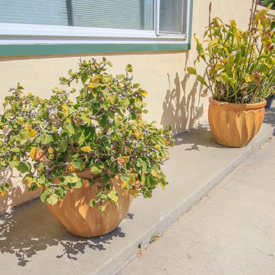 Outdoor Plants with Stone Planters