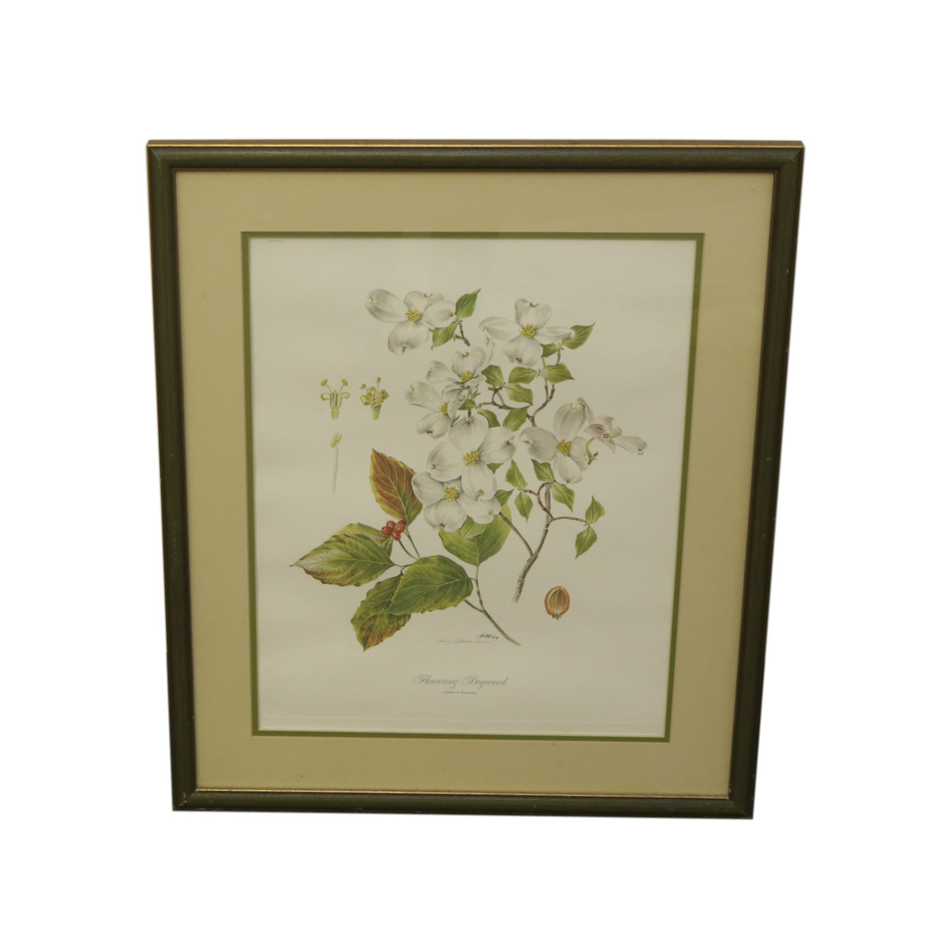 Anne Ofelia Dowden Offset Lithograph "Flowering Dogwood"