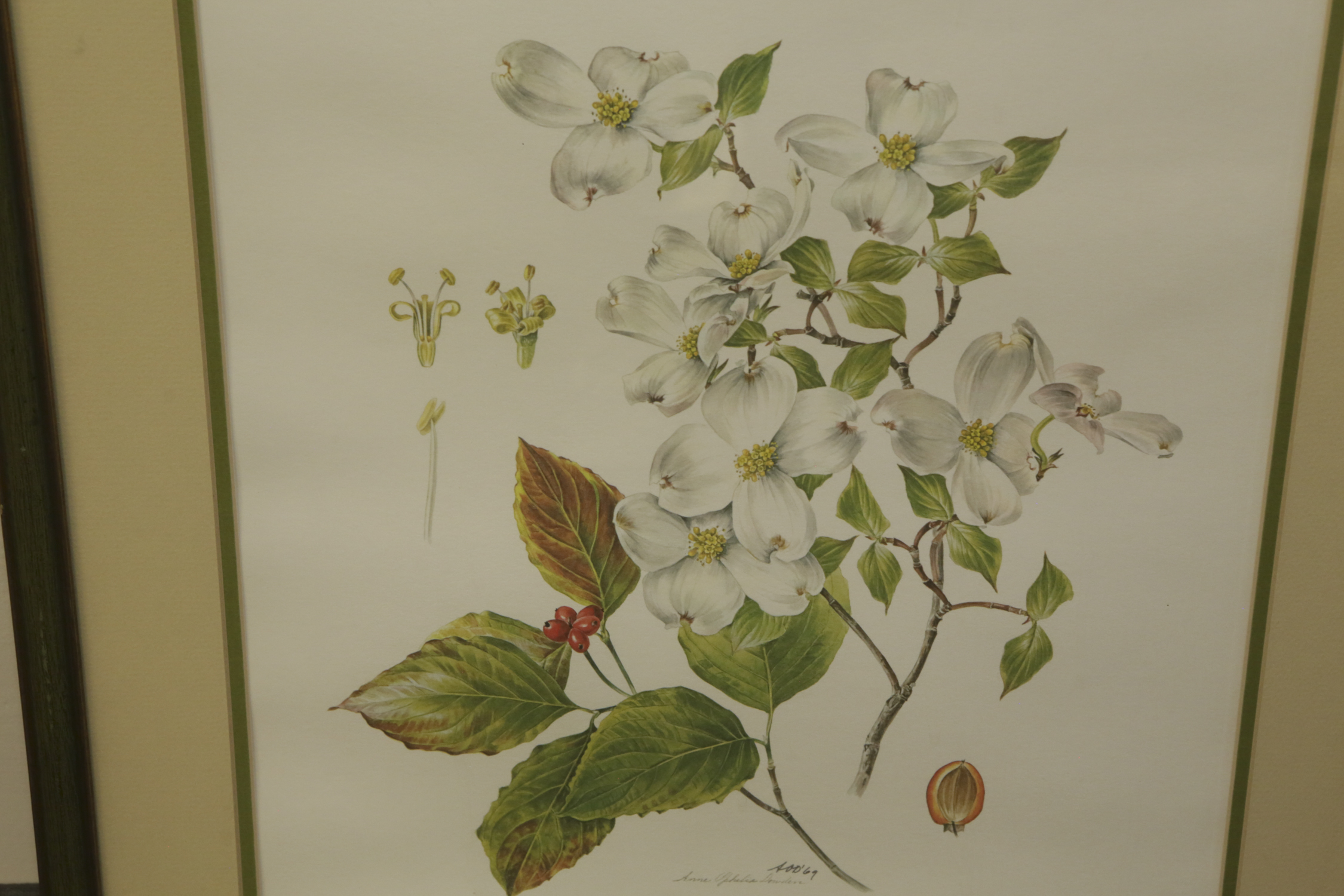 Anne Ofelia Dowden Offset Lithograph "Flowering Dogwood"