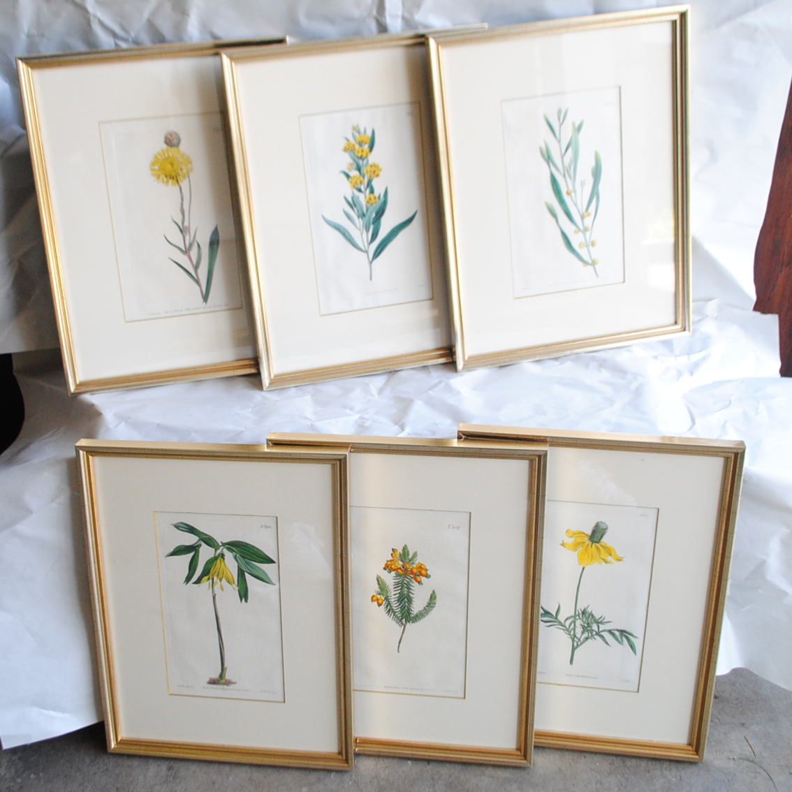 Hand-colored Botanical Prints
