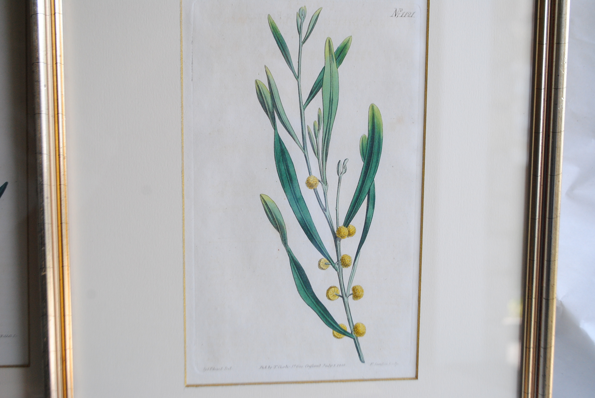 Hand-colored Botanical Prints