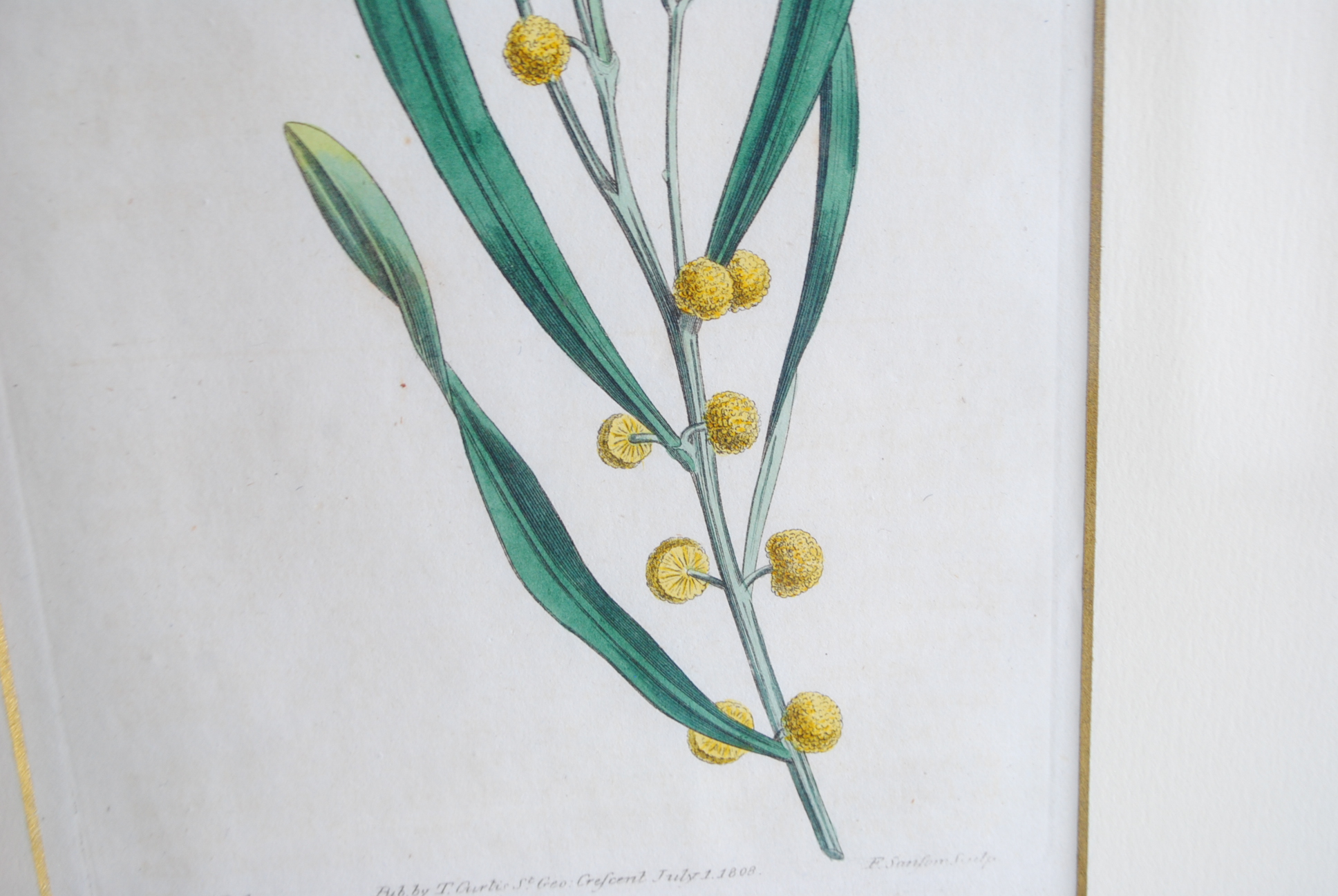 Hand-colored Botanical Prints