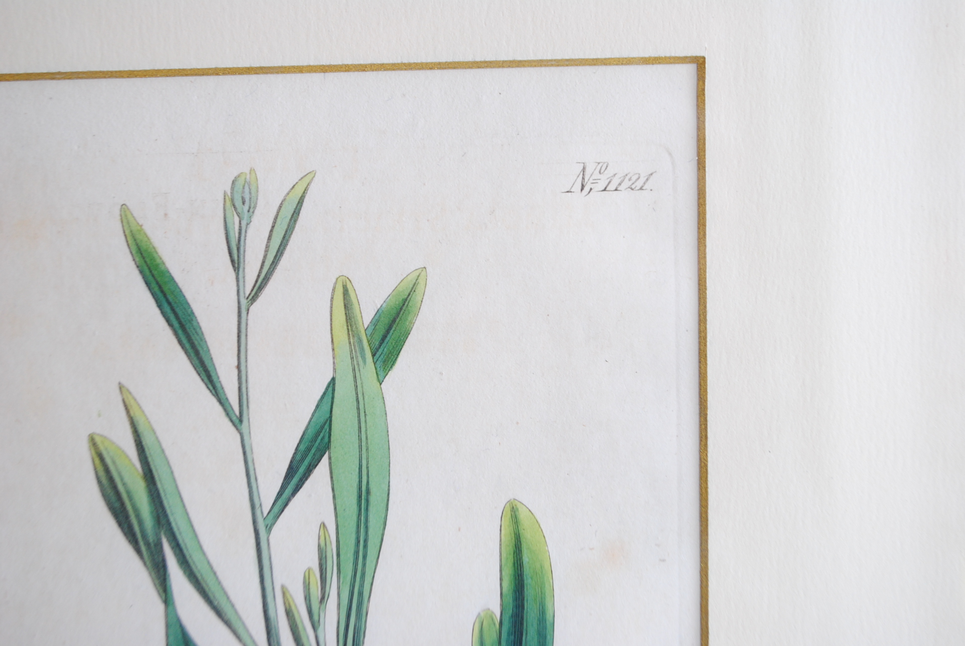 Hand-colored Botanical Prints