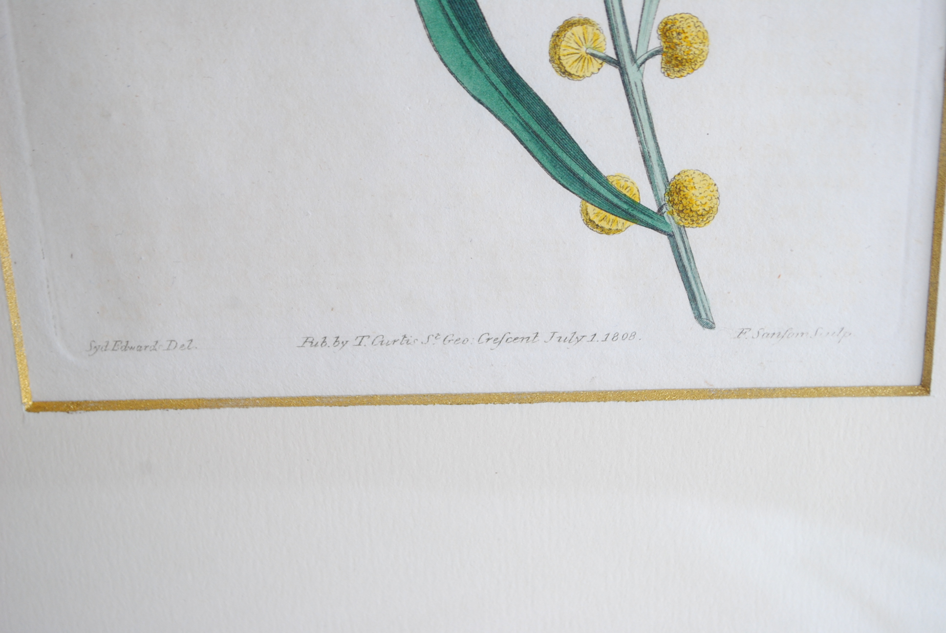 Hand-colored Botanical Prints