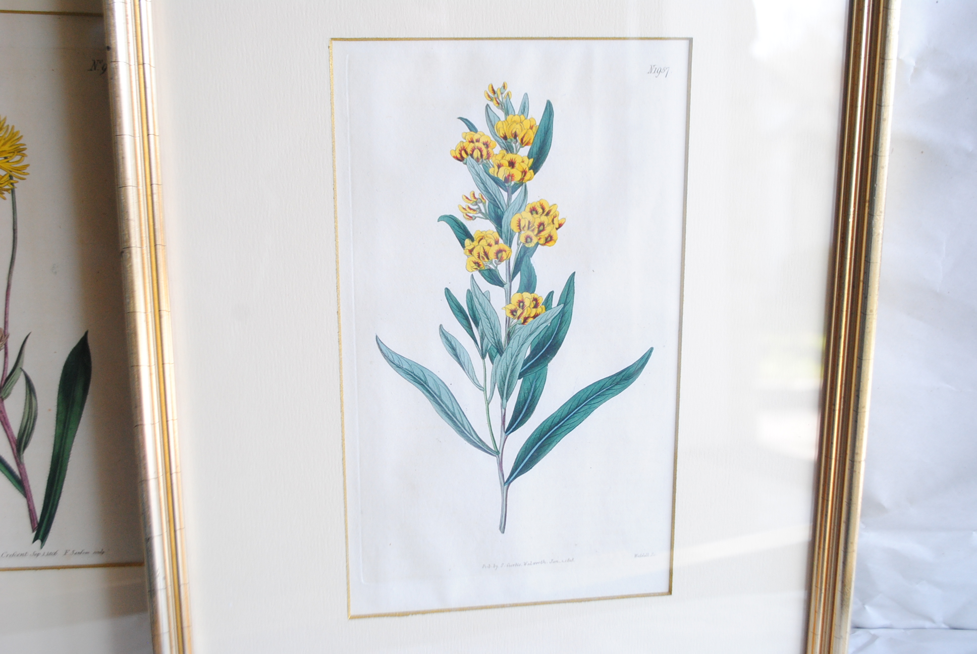 Hand-colored Botanical Prints