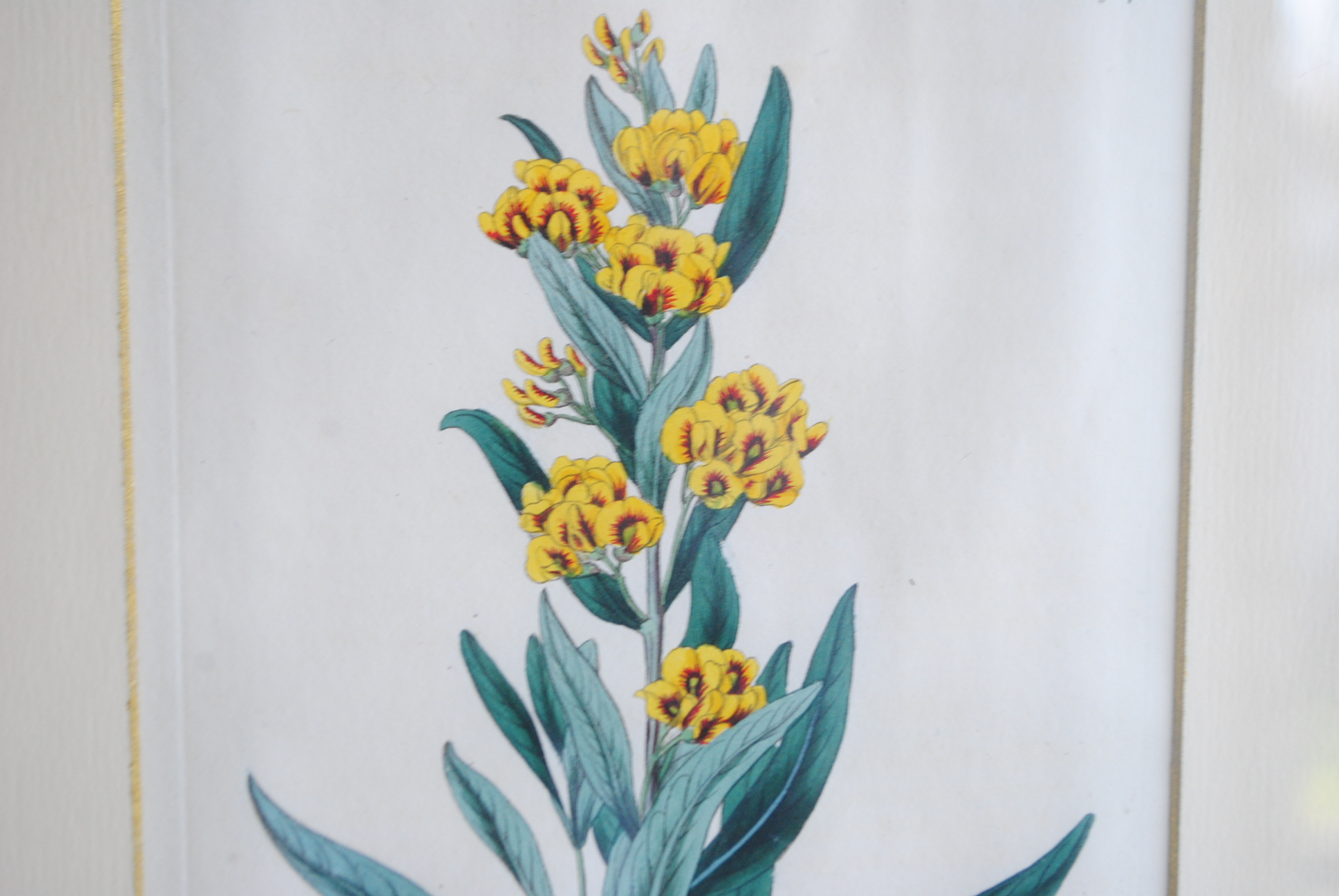 Hand-colored Botanical Prints