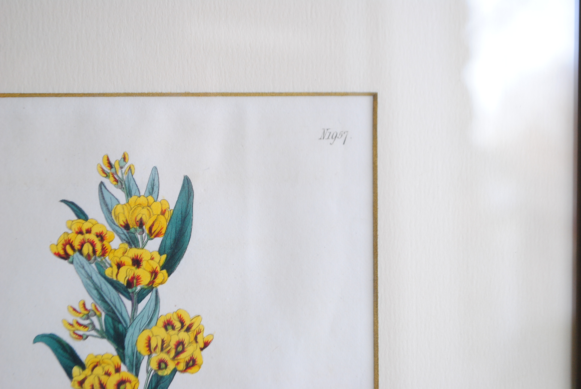 Hand-colored Botanical Prints