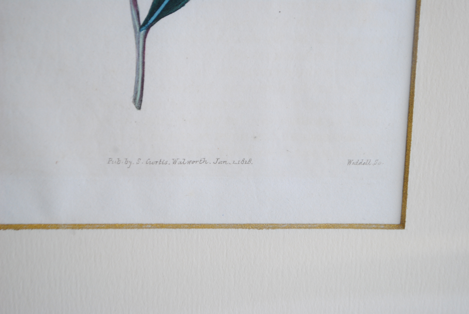 Hand-colored Botanical Prints