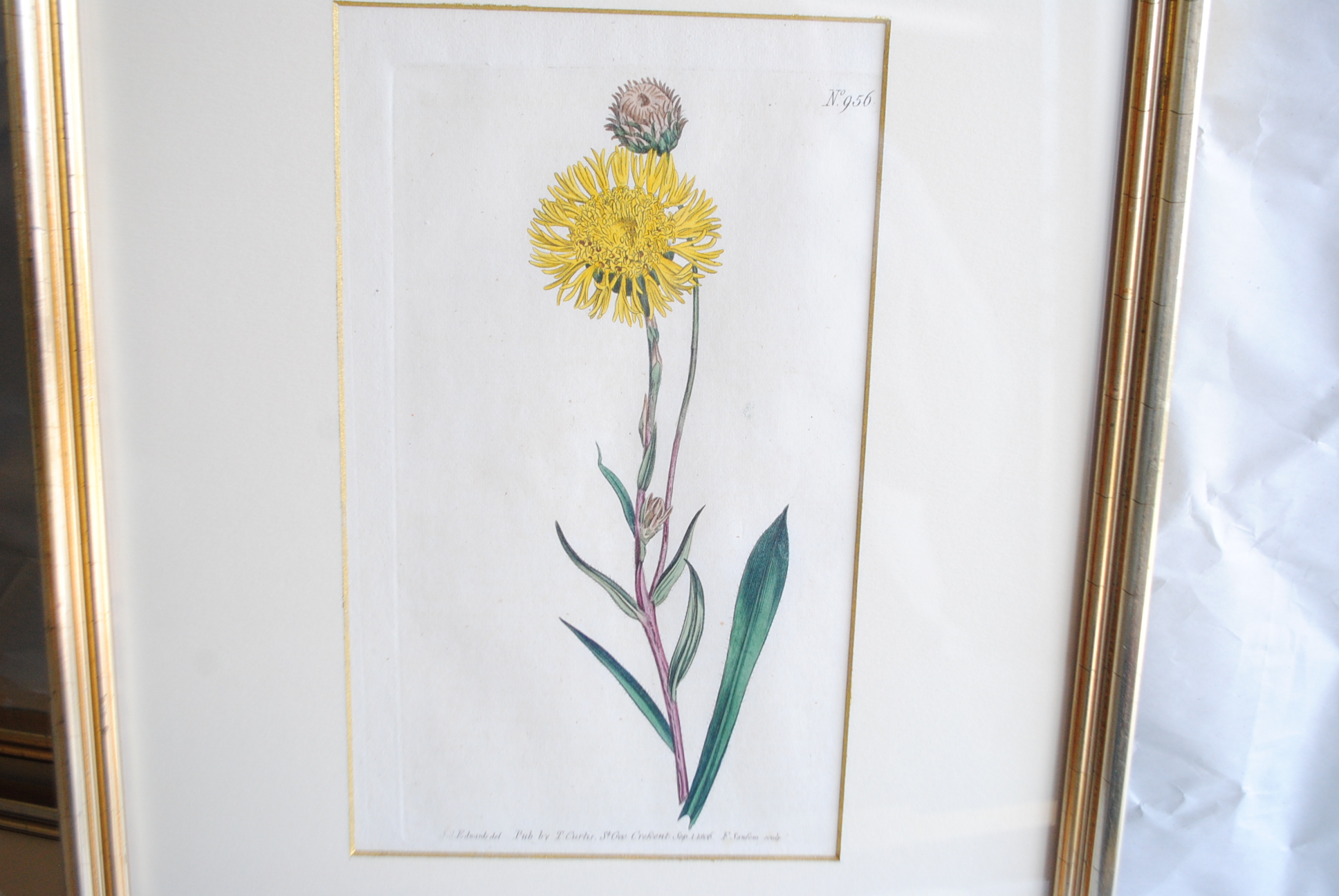Hand-colored Botanical Prints