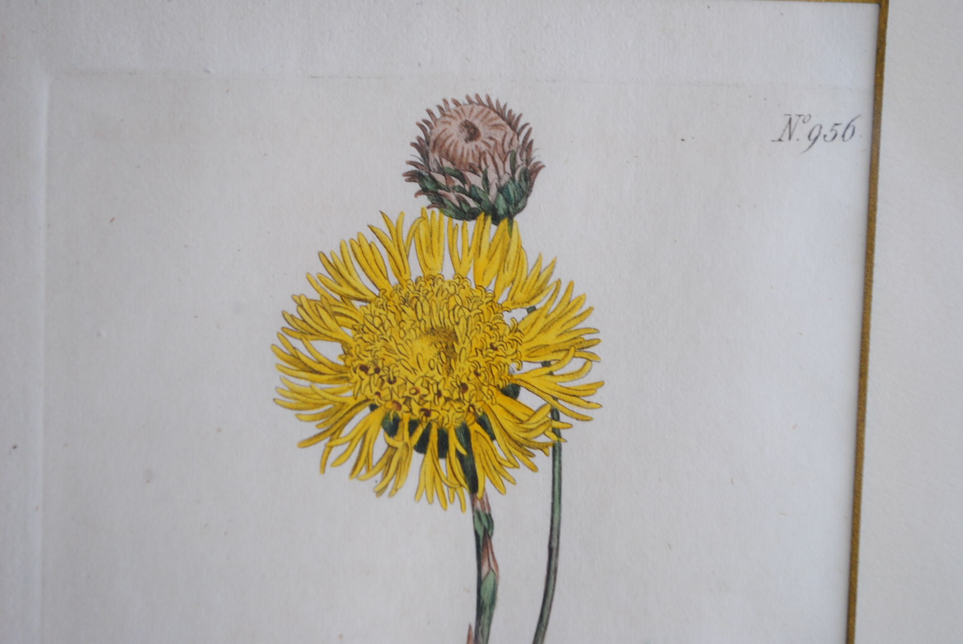 Hand-colored Botanical Prints