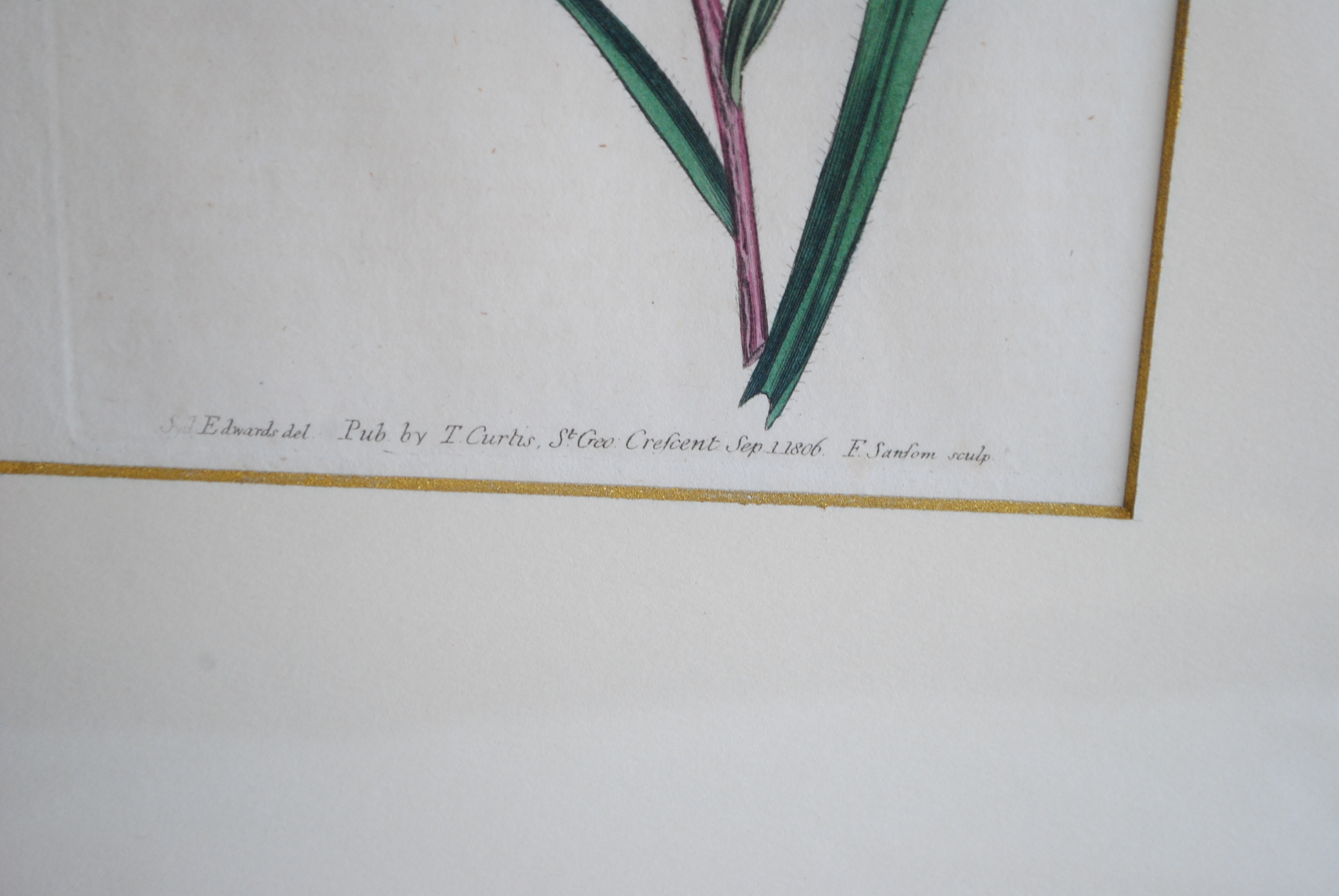 Hand-colored Botanical Prints