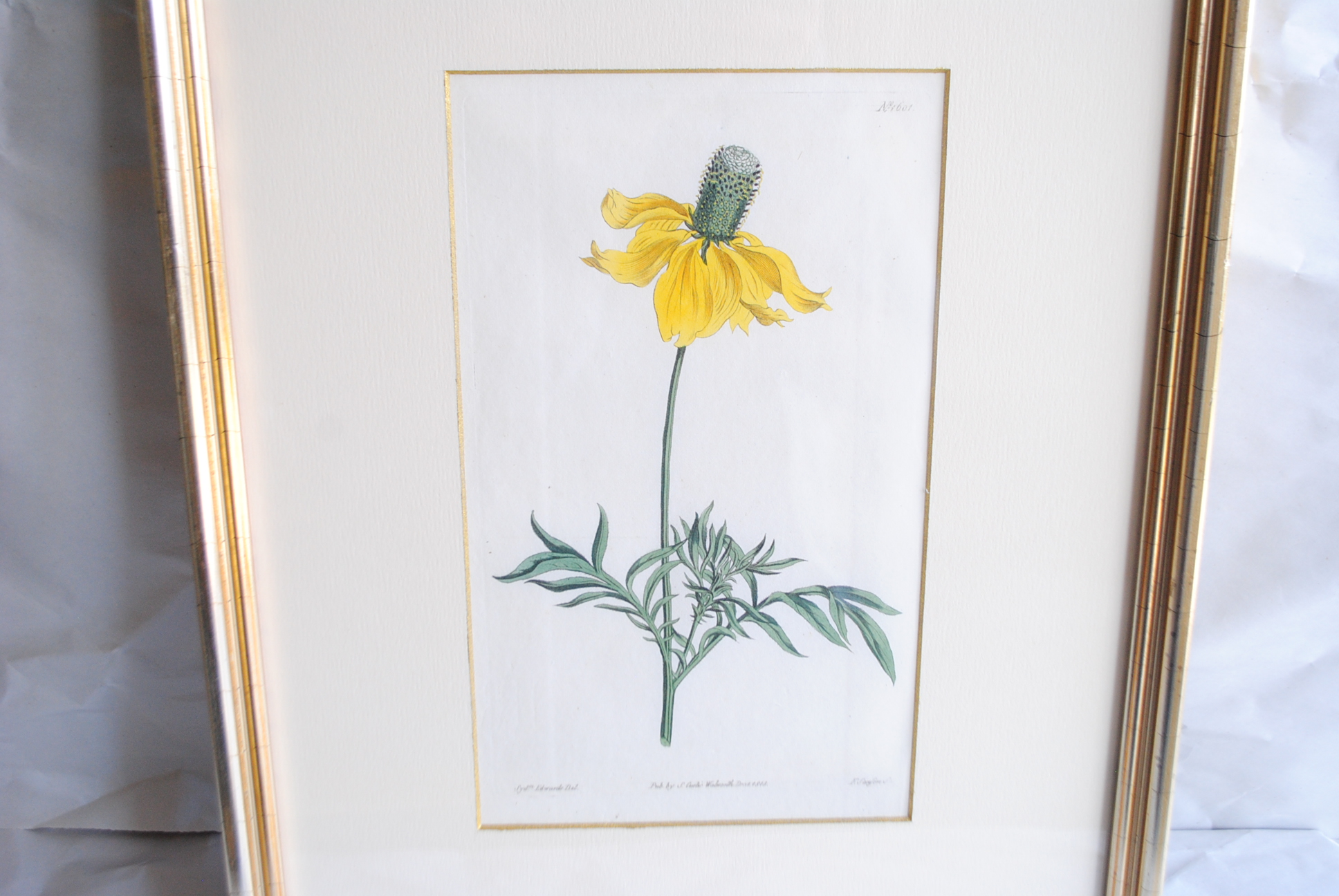Hand-colored Botanical Prints