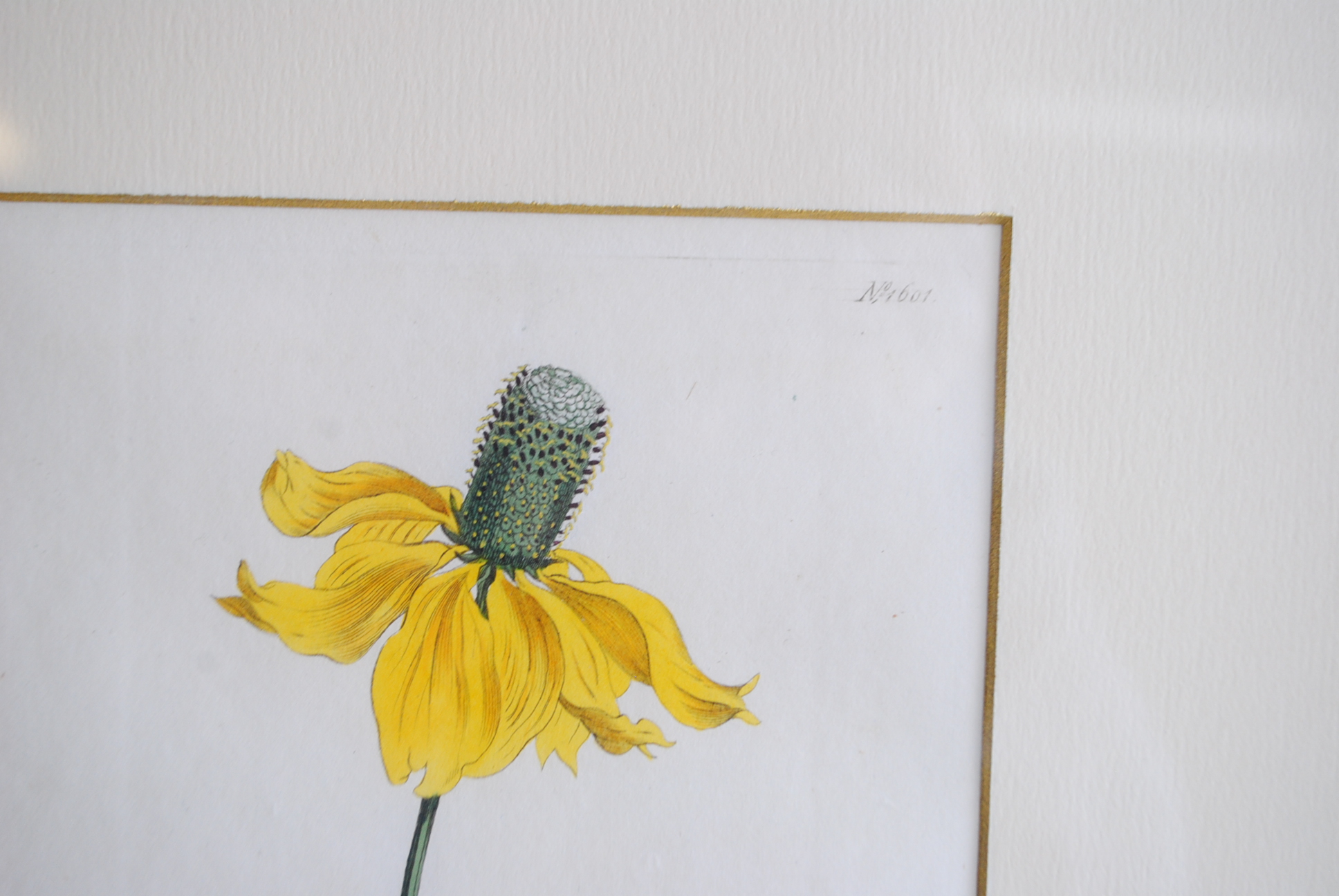 Hand-colored Botanical Prints