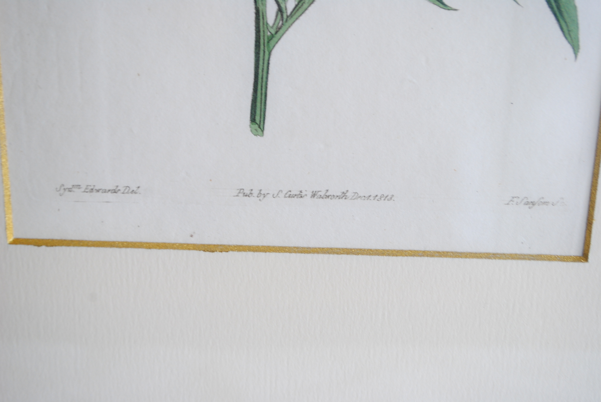 Hand-colored Botanical Prints