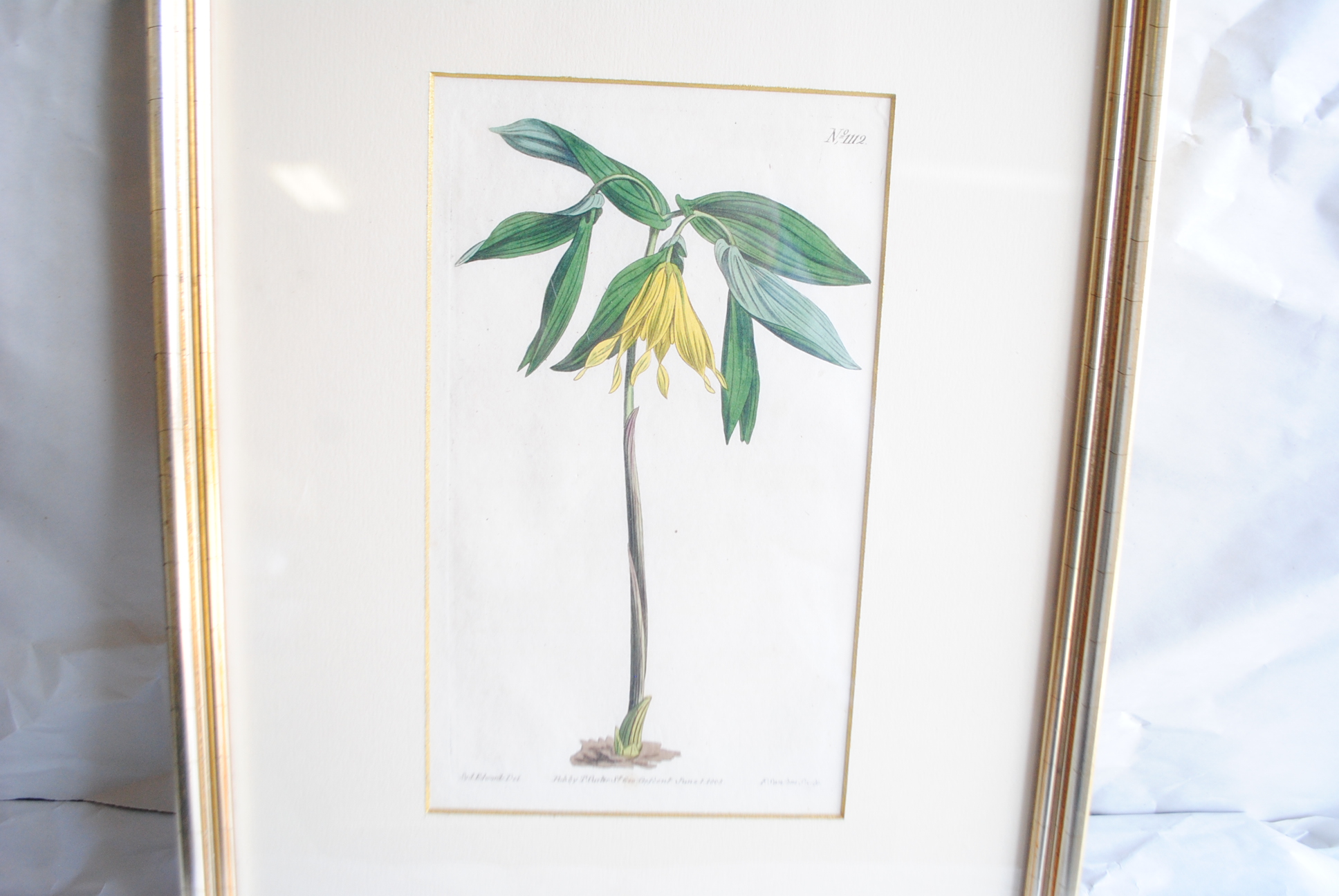 Hand-colored Botanical Prints