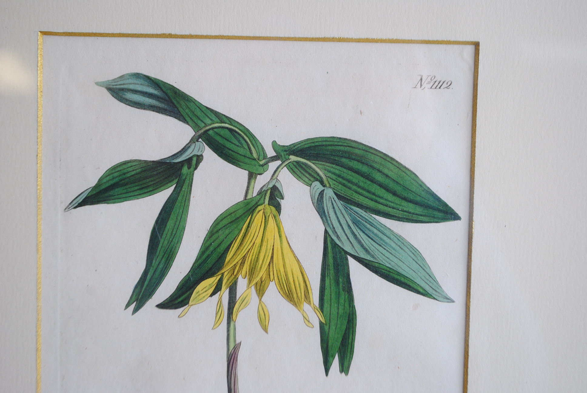 Hand-colored Botanical Prints