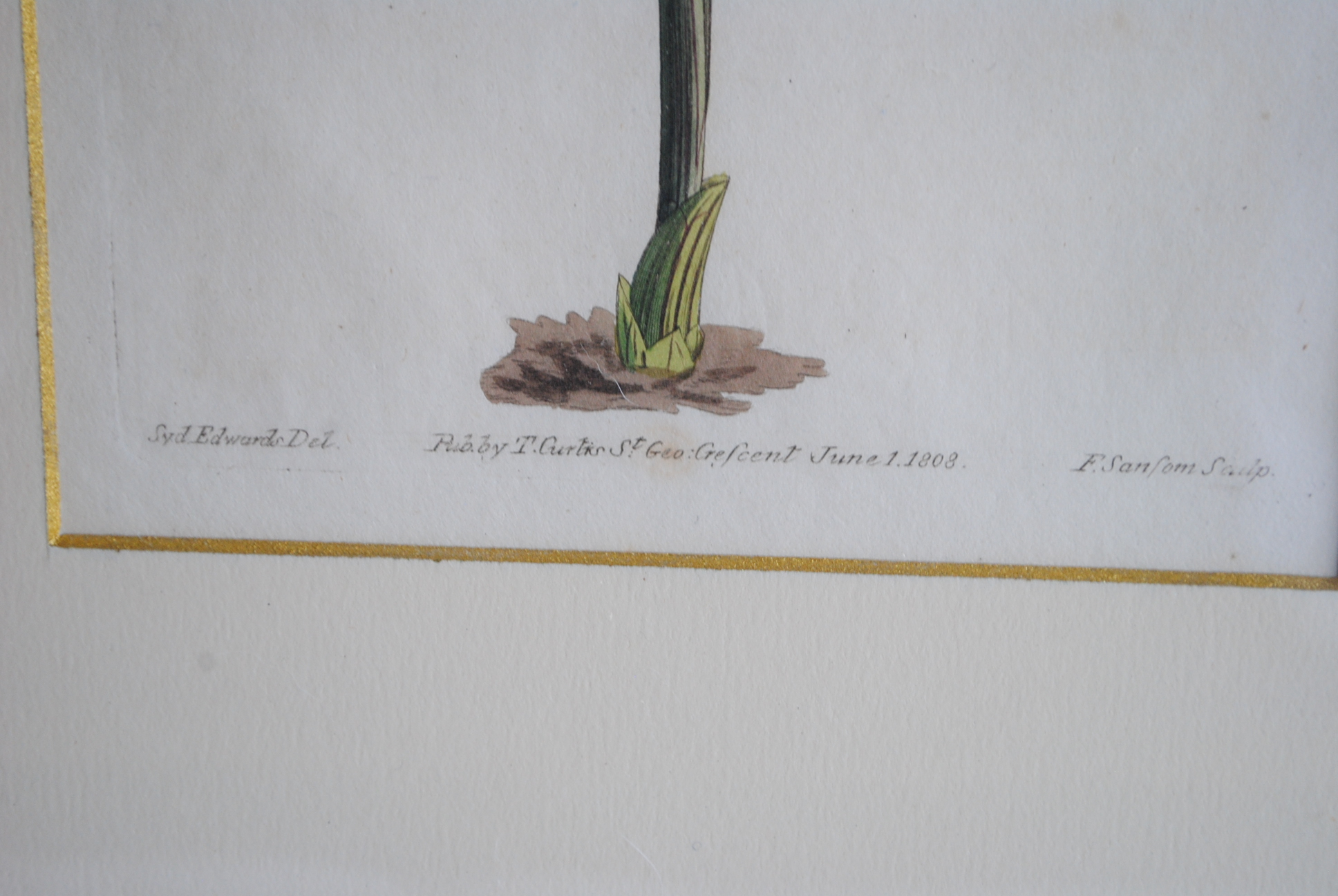 Hand-colored Botanical Prints