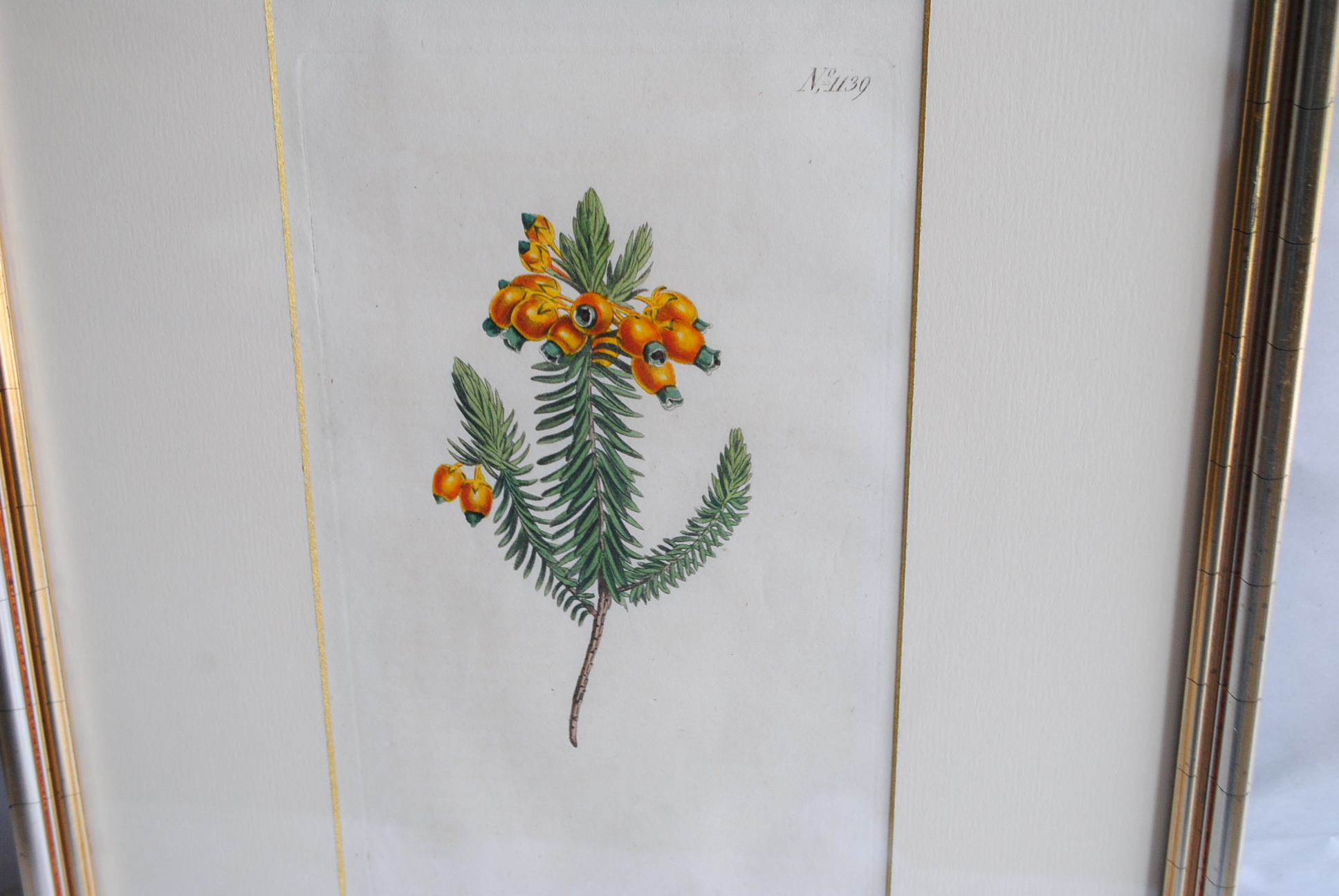 Hand-colored Botanical Prints