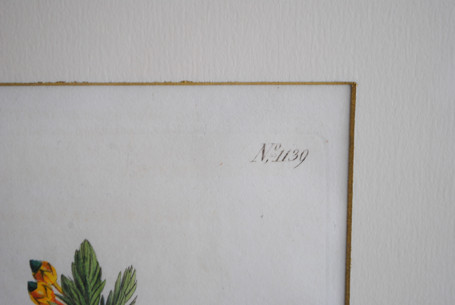 Hand-colored Botanical Prints