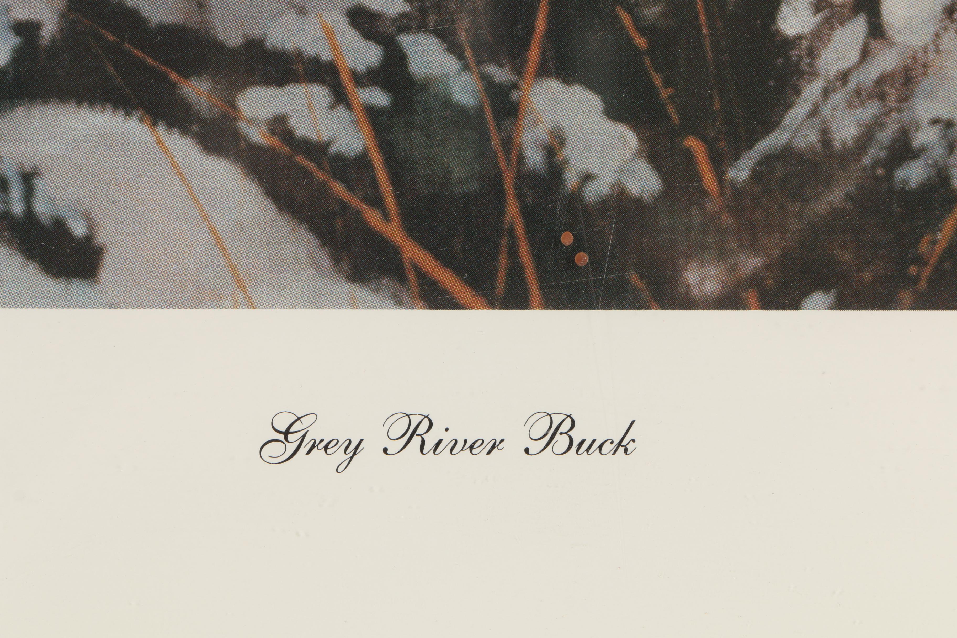 Dave Wade Limited Edition Offset Lithographic Print "Grey River Buck"