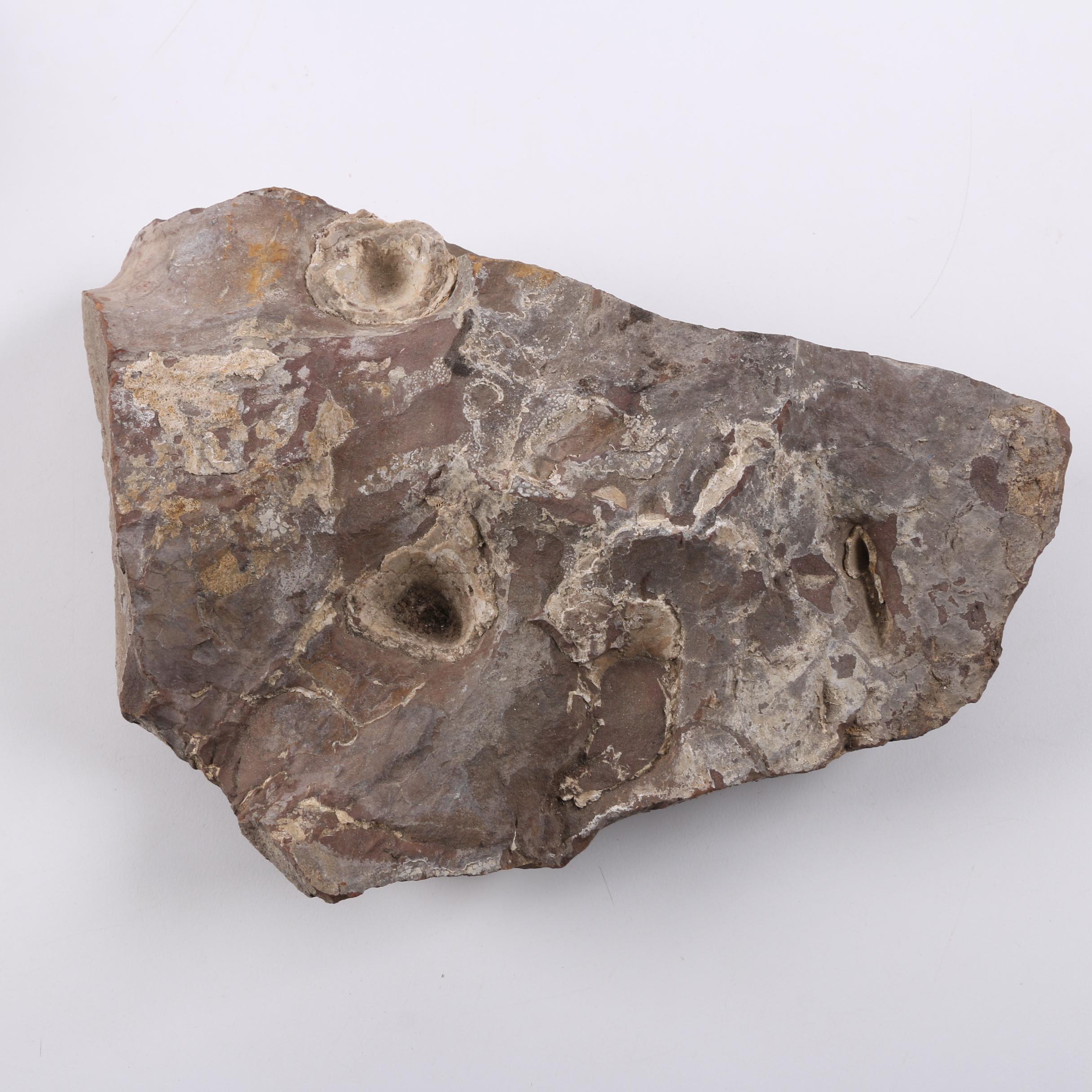 Coiled Cephalopod Fossil Specimens