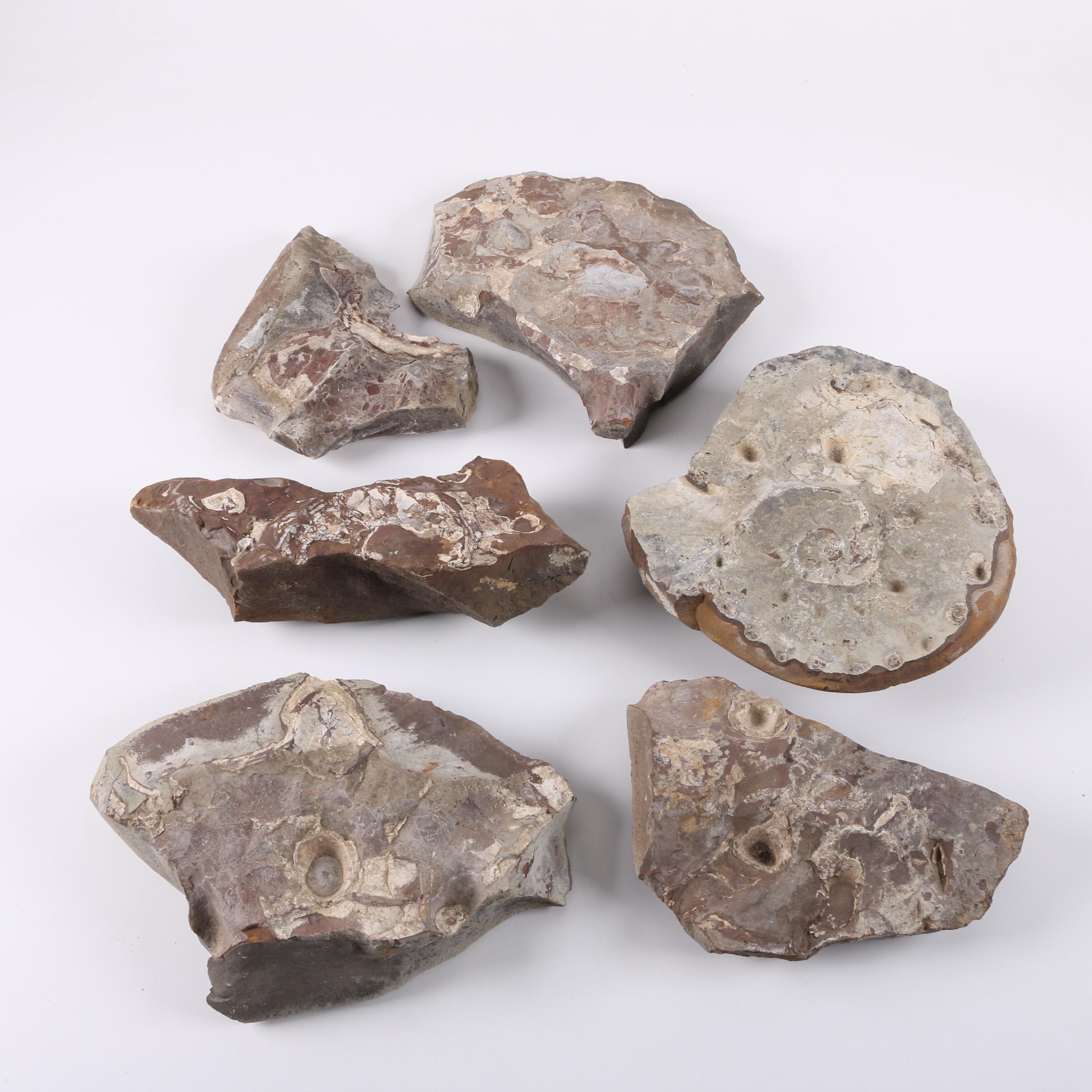 Coiled Cephalopod Fossil Specimens