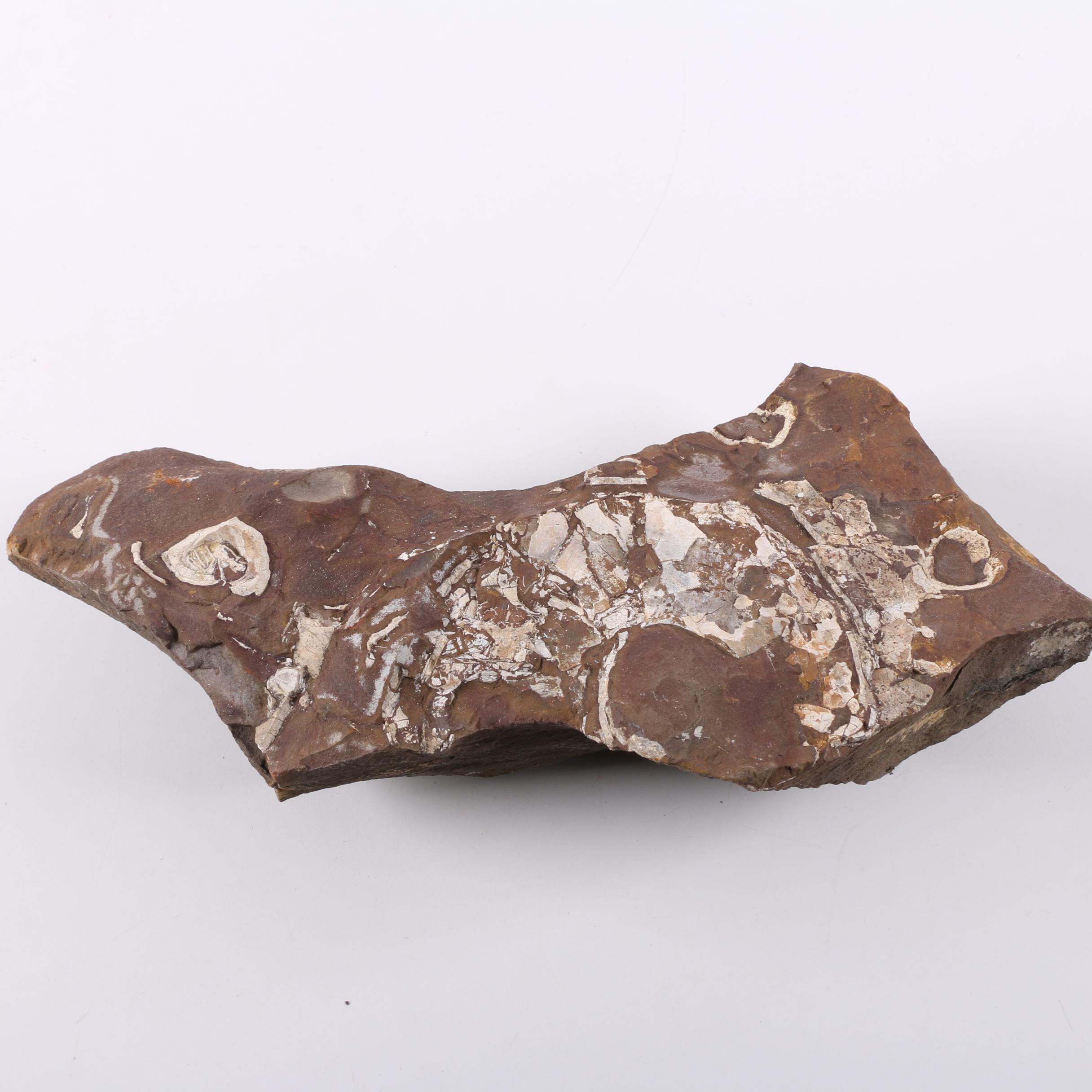 Coiled Cephalopod Fossil Specimens