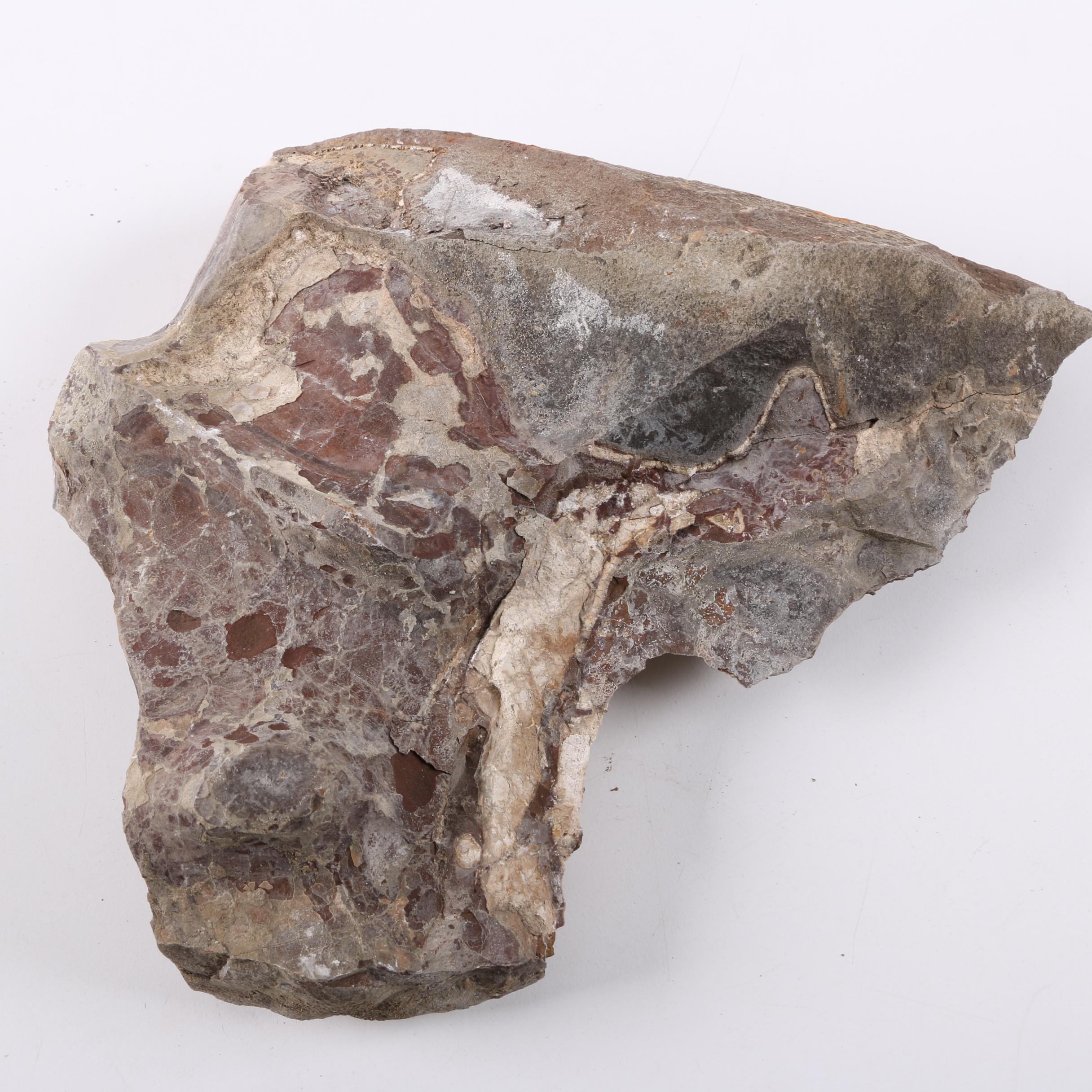 Coiled Cephalopod Fossil Specimens