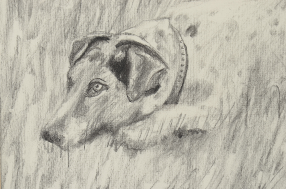 Elliott Jordan Graphite Drawing of a Jack Russell Terrier