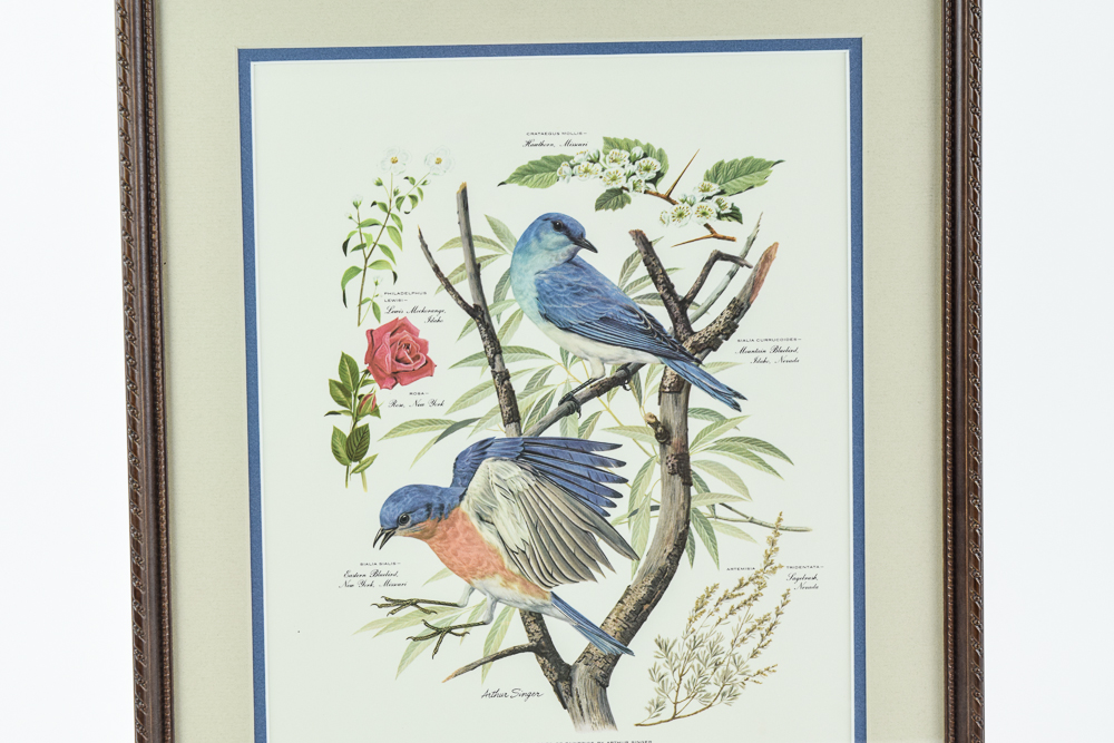 1957 Offset Lithograph After Arthur Singer "Mountain Bluebird"