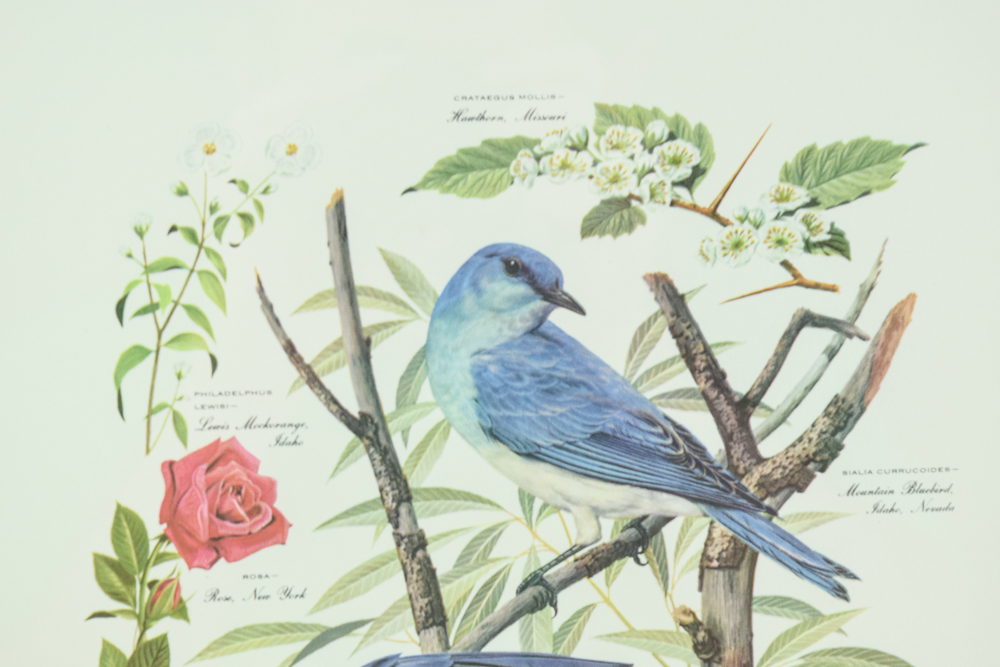 1957 Offset Lithograph After Arthur Singer "Mountain Bluebird"