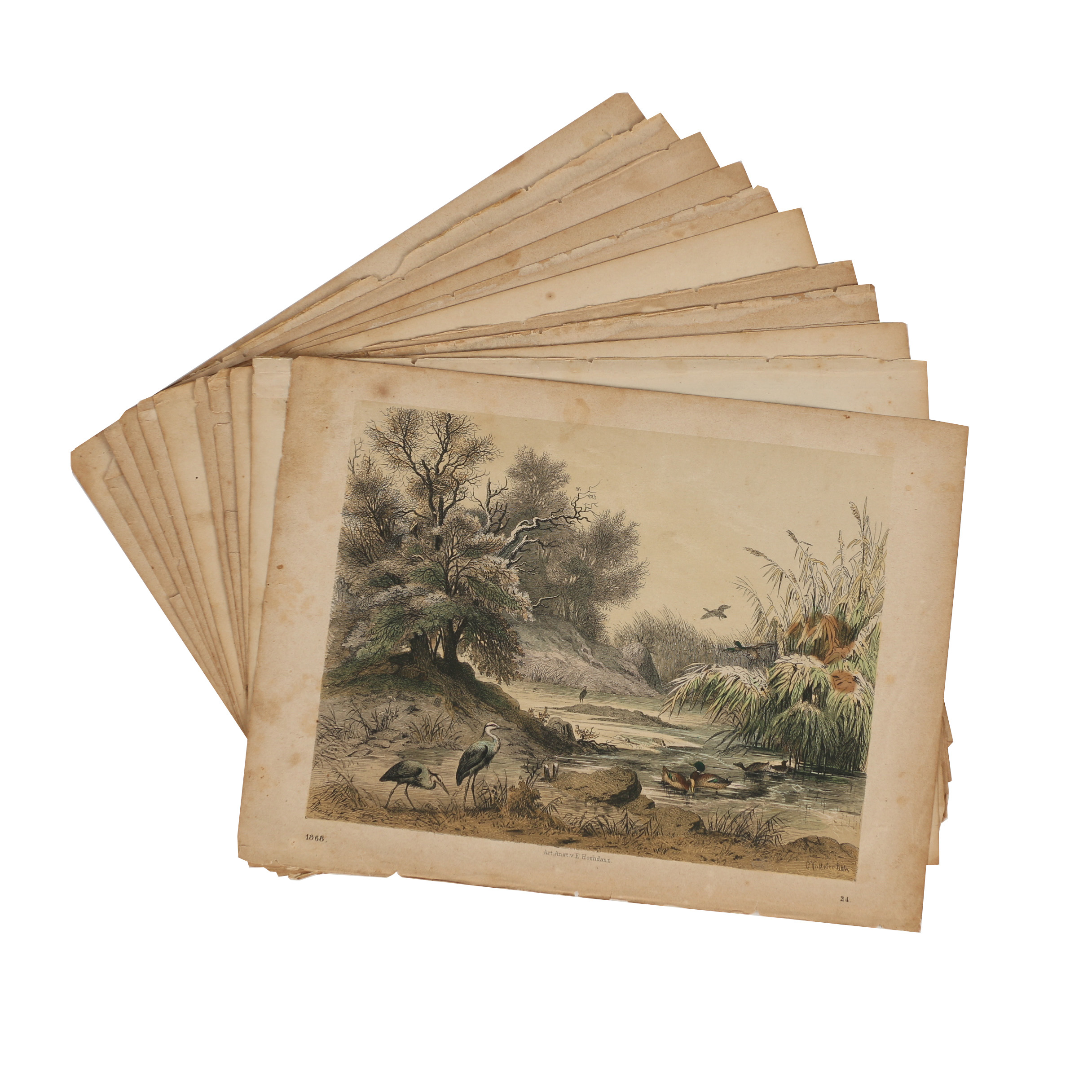 Emil Hochdanz Hand-Colored Engravings of Animals