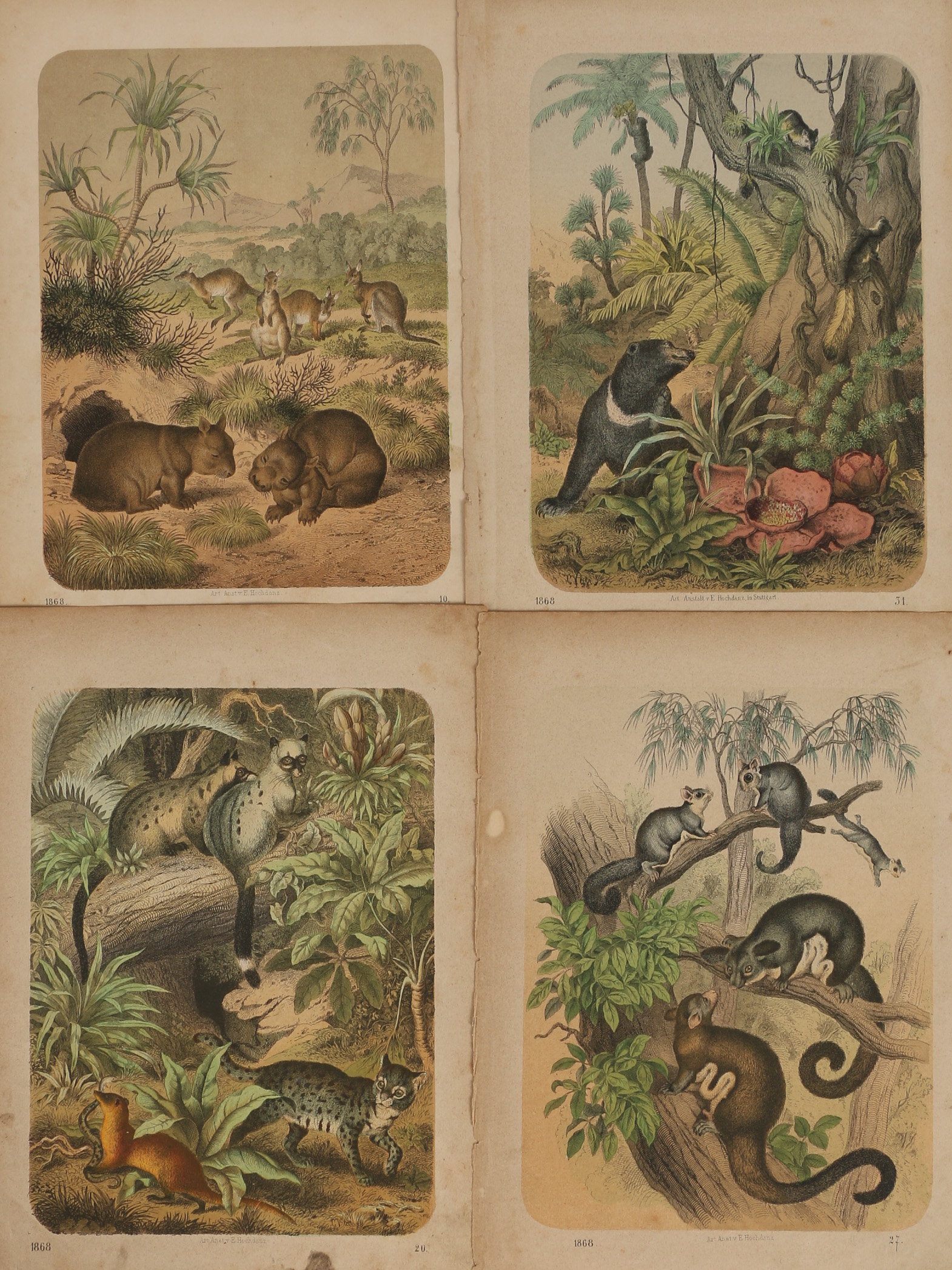 Emil Hochdanz Hand-Colored Engravings of Animals