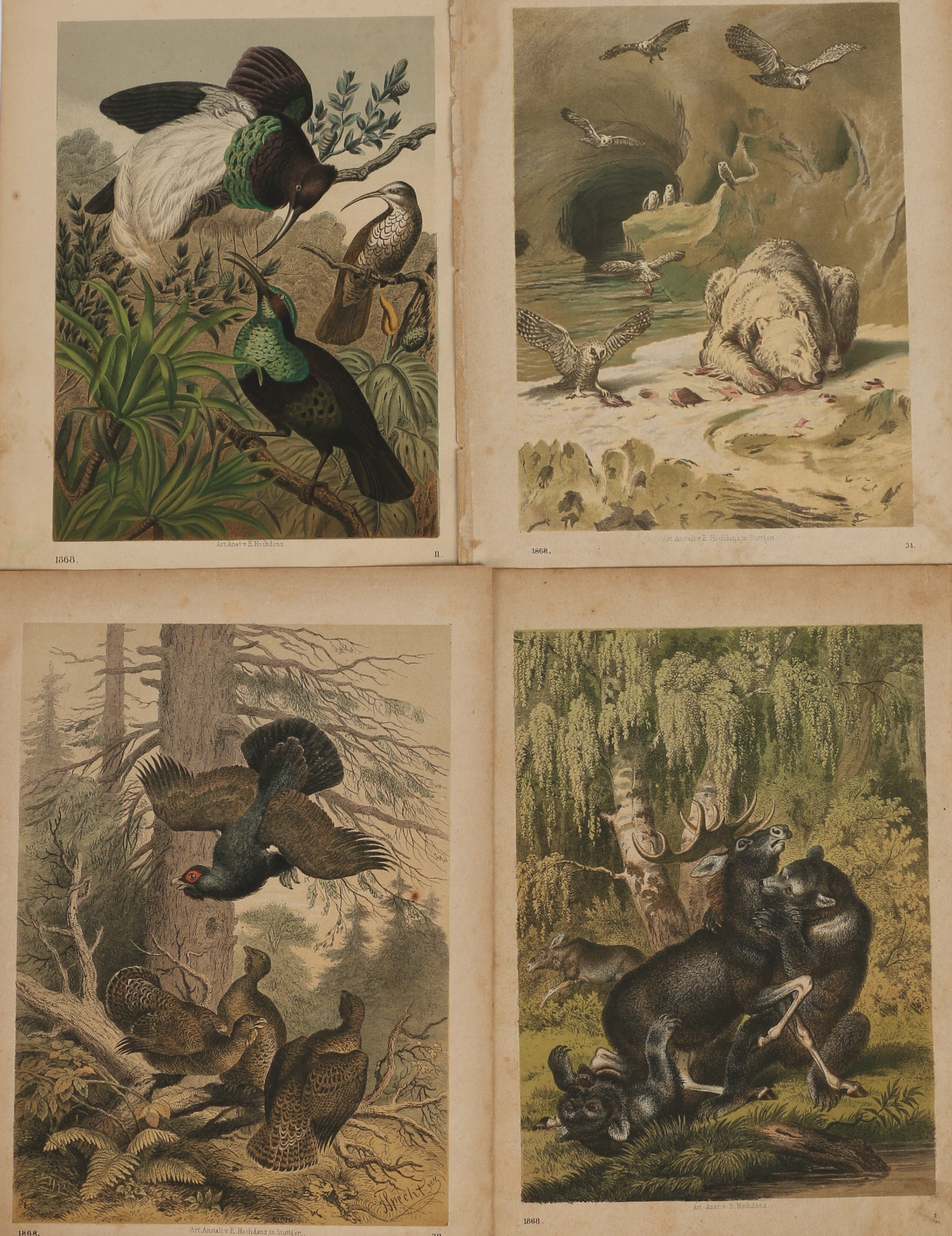 Emil Hochdanz Hand-Colored Engravings of Animals
