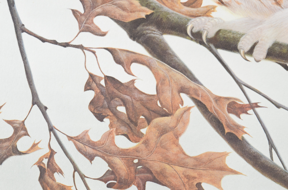 John A. Ruthven Limited Edition Offset Lithograph "Screech Owls"