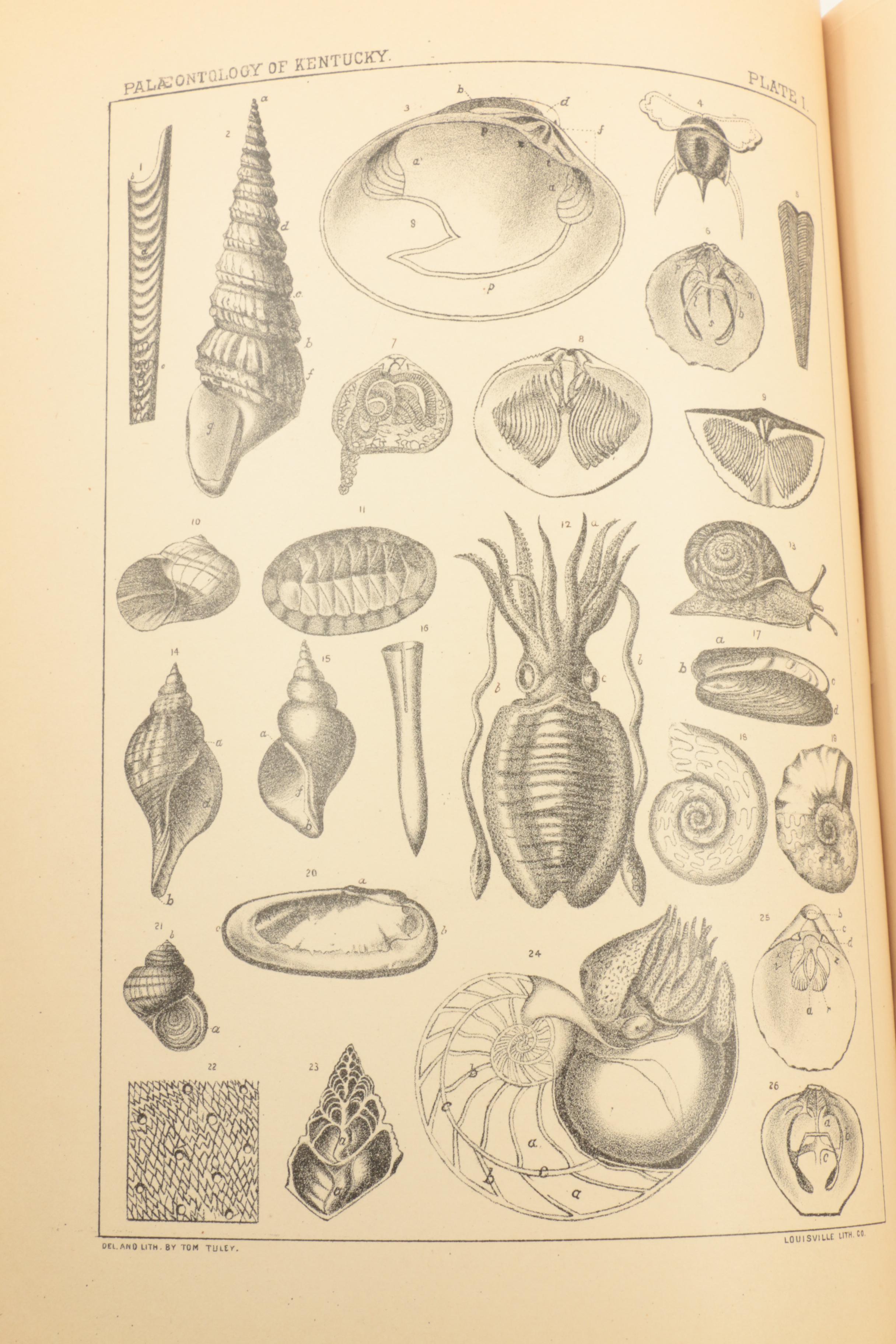 1889 "Kentucky Fossil Shells" and 1910 "The Prehistoric Men of Kentucky"