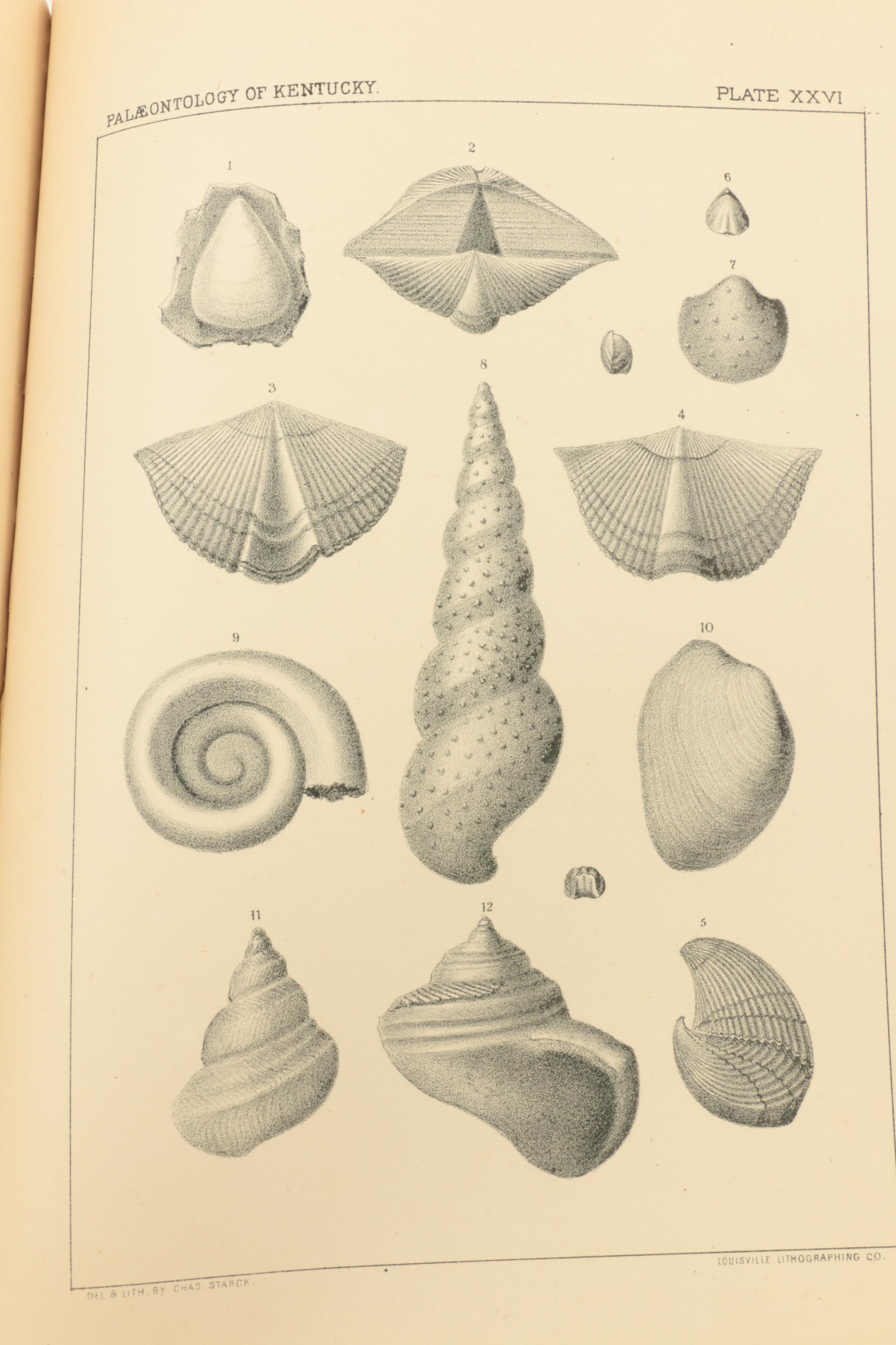 1889 "Kentucky Fossil Shells" and 1910 "The Prehistoric Men of Kentucky"