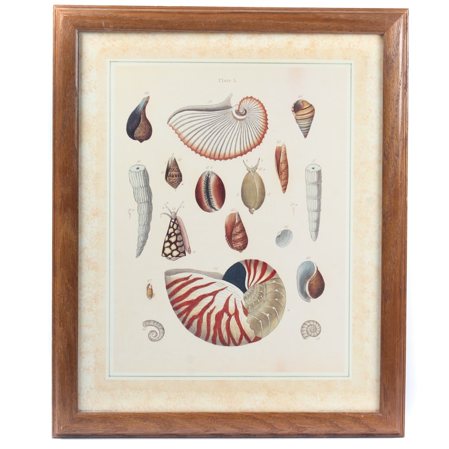 Seashell Offset Lithograph Print