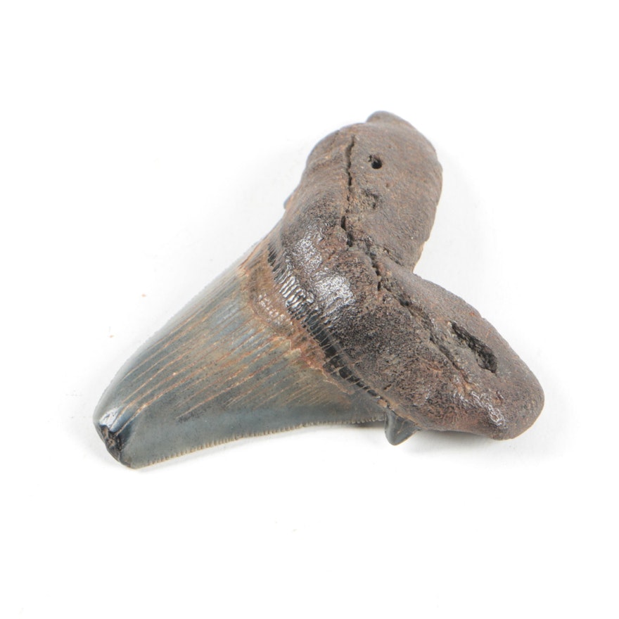 Fossil Shark Tooth