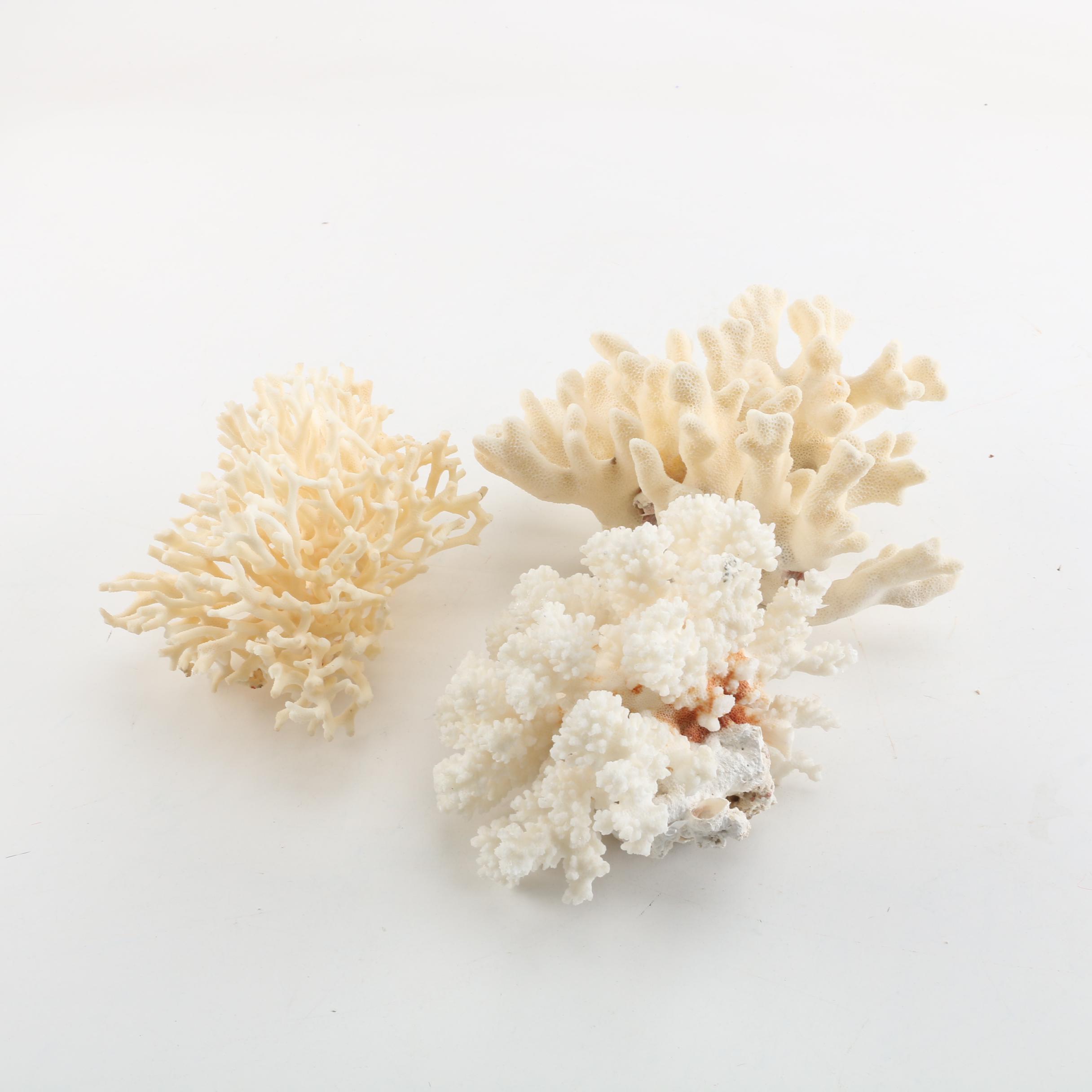 Recent Scleractinian Coral Specimens