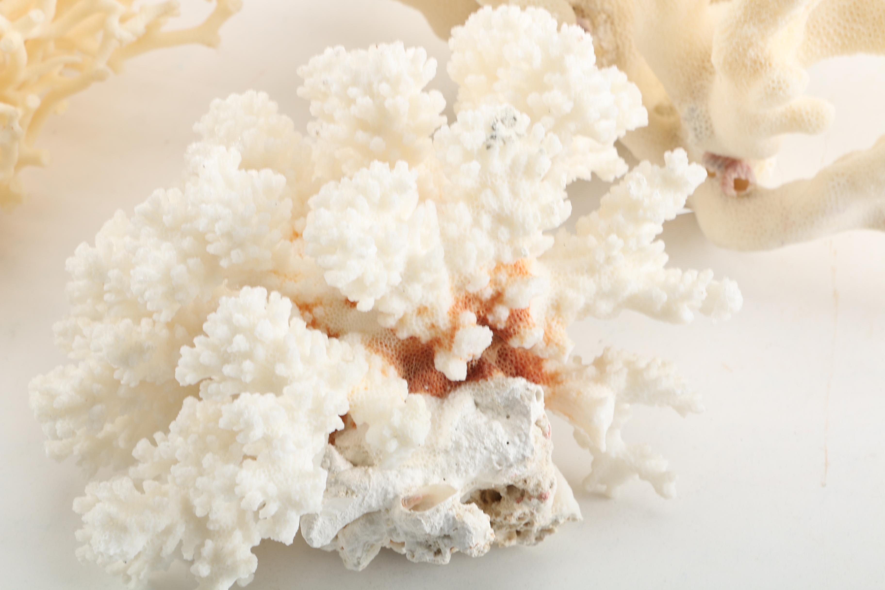 Recent Scleractinian Coral Specimens