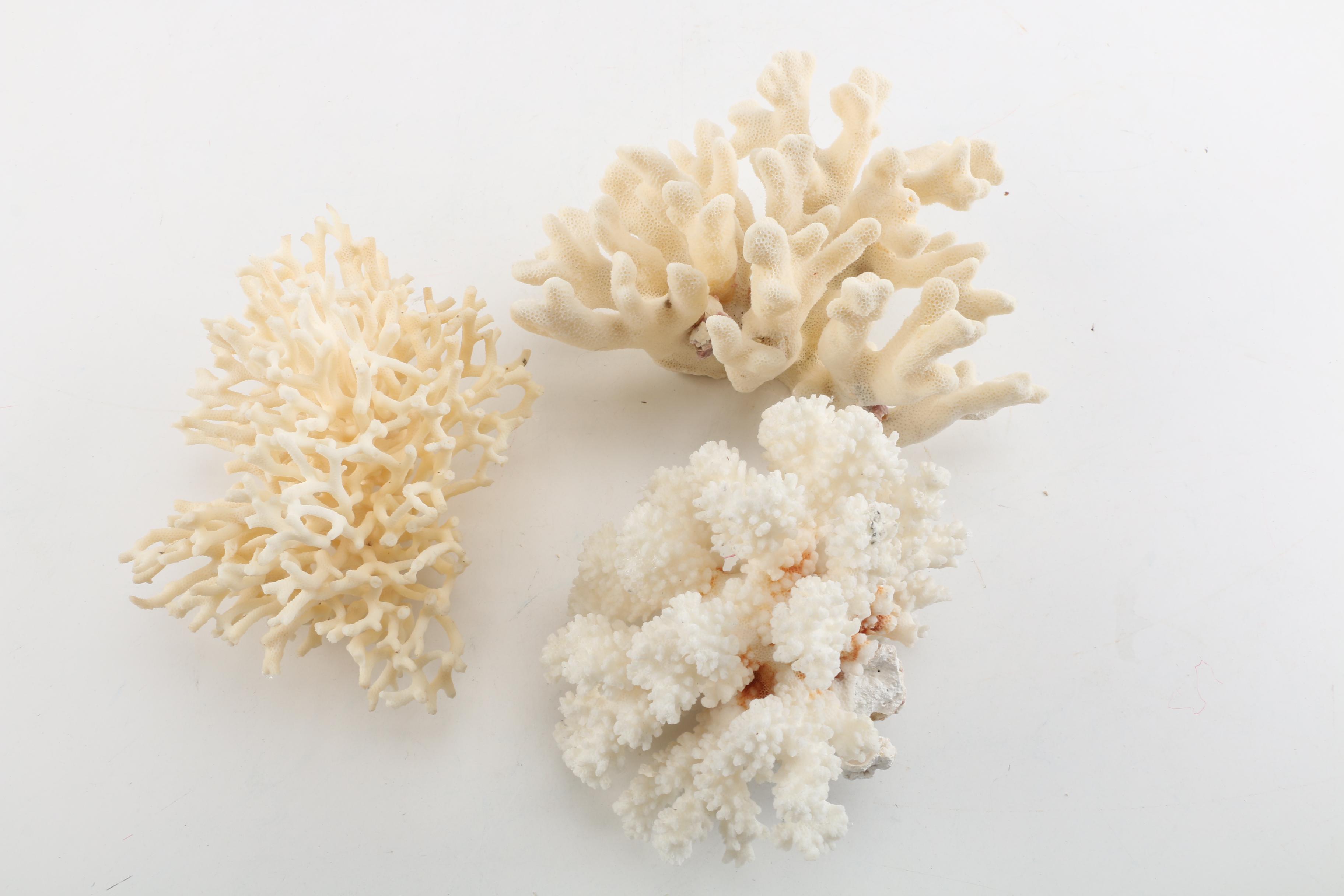 Recent Scleractinian Coral Specimens