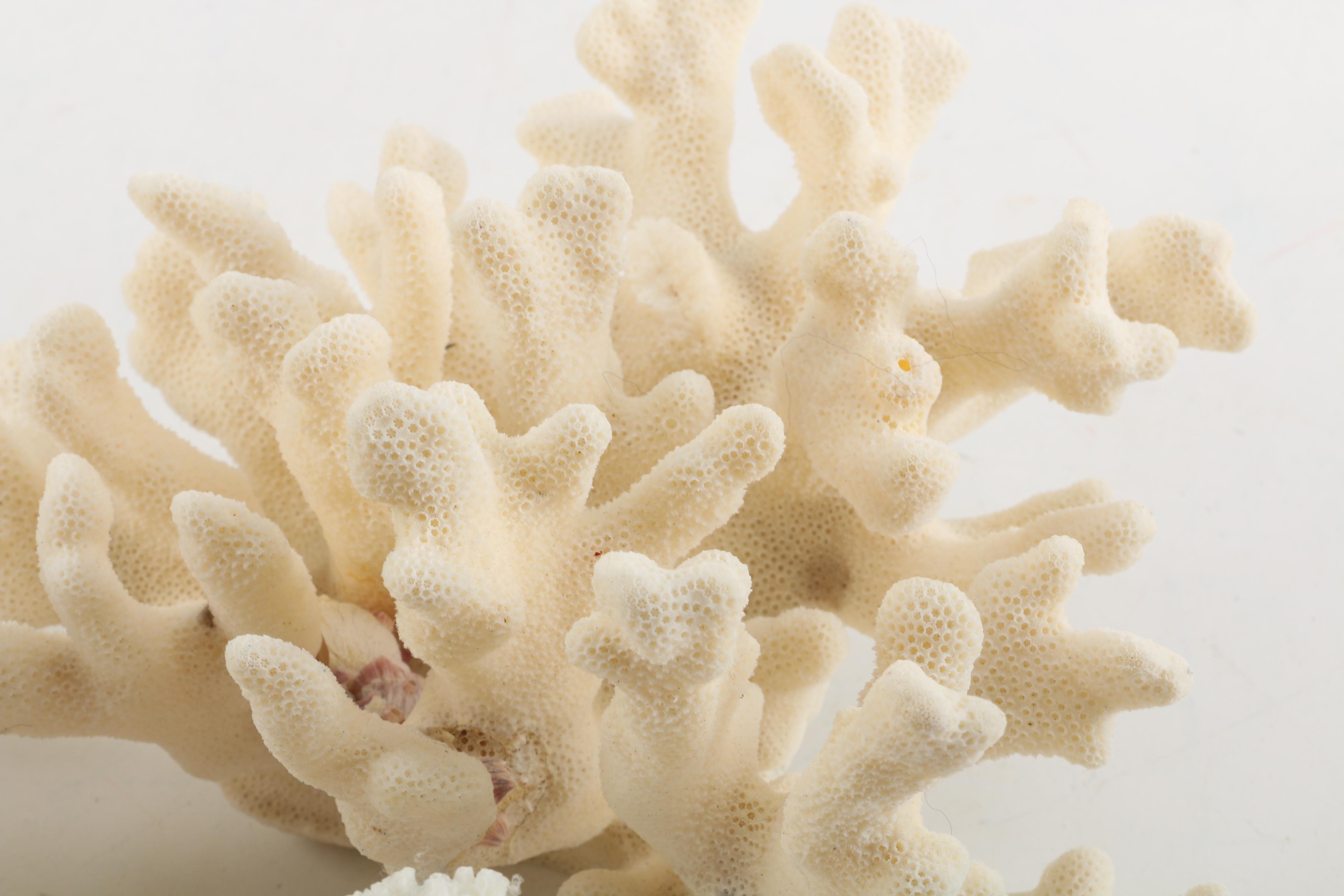 Recent Scleractinian Coral Specimens