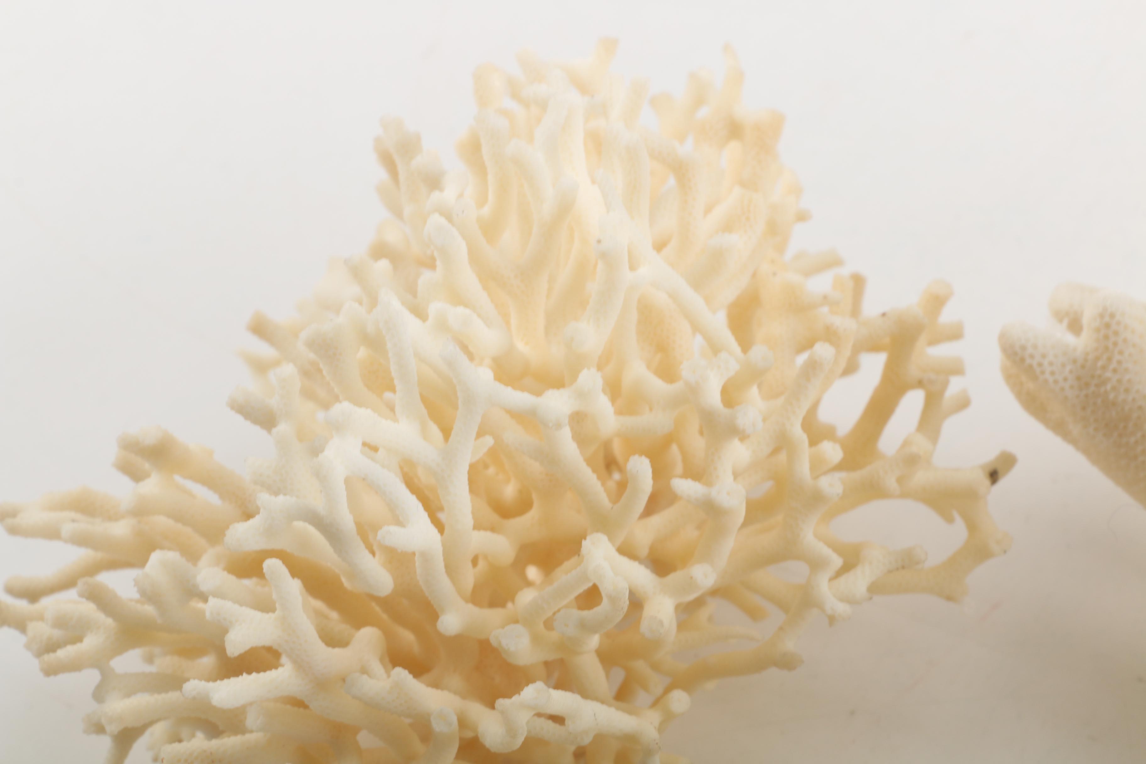 Recent Scleractinian Coral Specimens