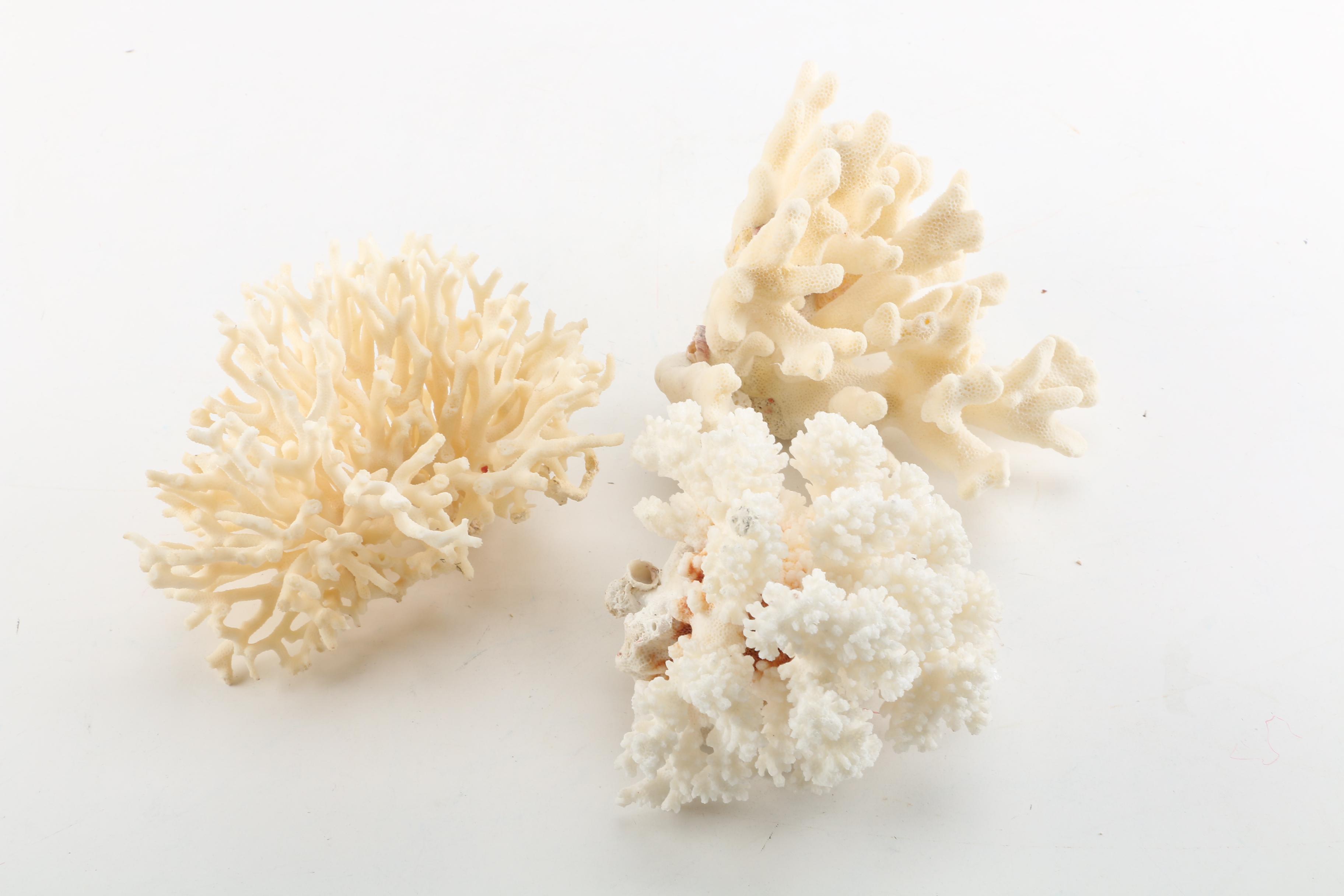 Recent Scleractinian Coral Specimens
