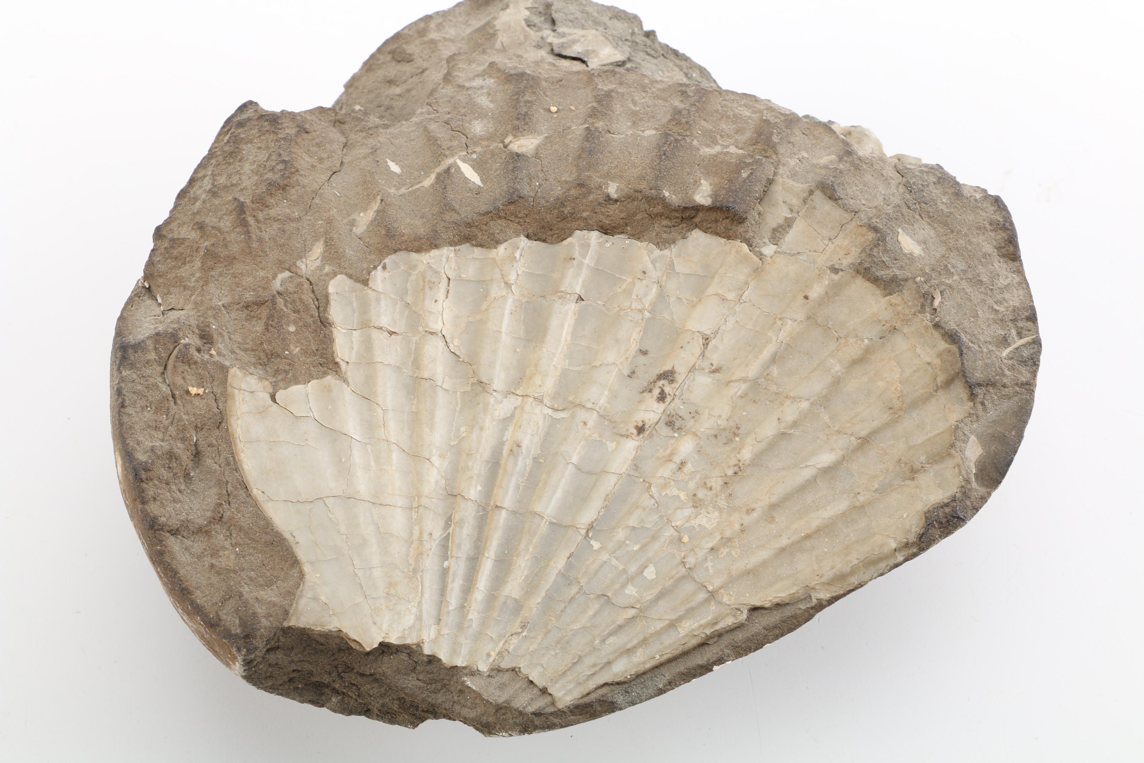 Clam Fossil with Vintage Eickholt Filigrana Style Art Glass Paperweight