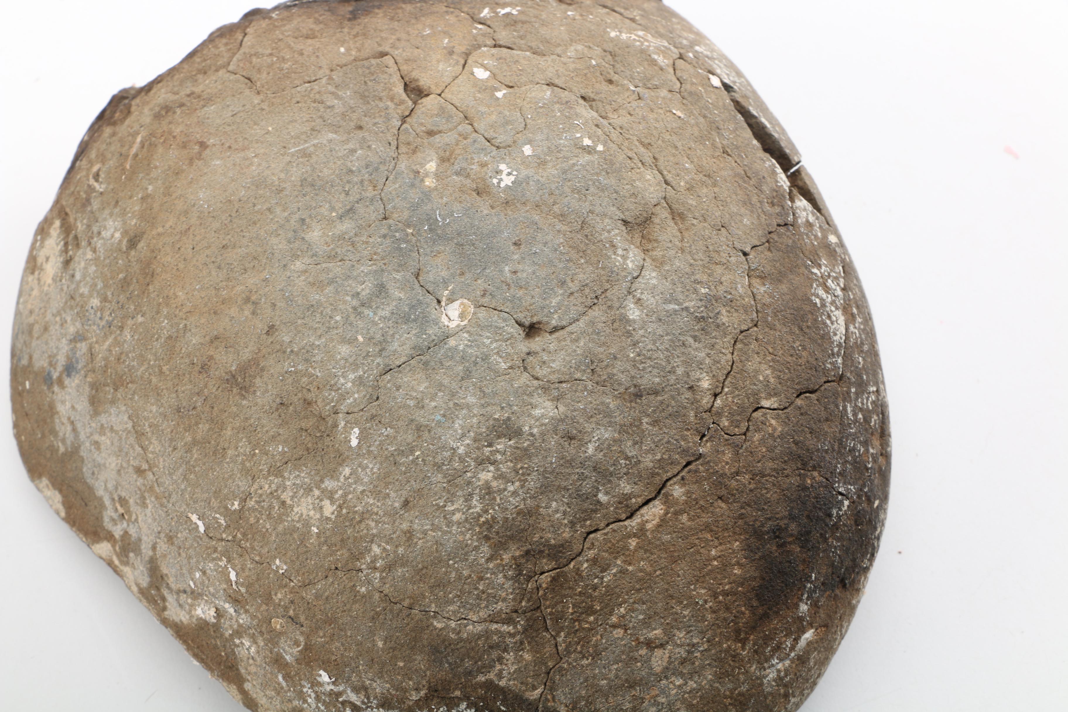 Clam Fossil with Vintage Eickholt Filigrana Style Art Glass Paperweight